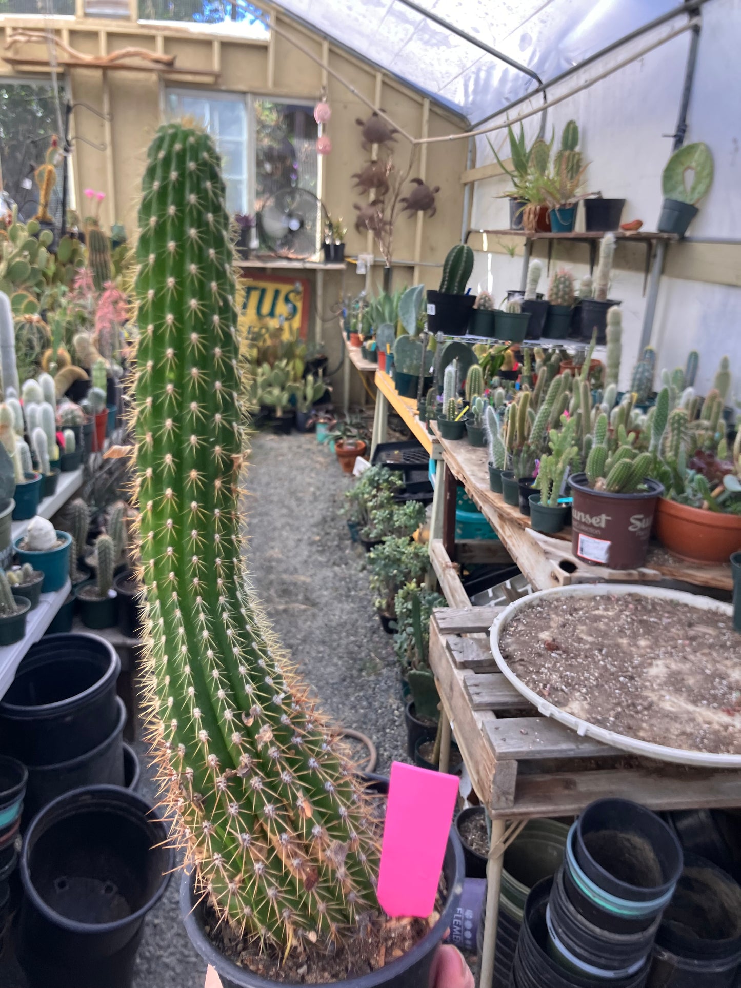 Golden Torch Cactus - Trichocereus spachianus 10.5”Tall #10P