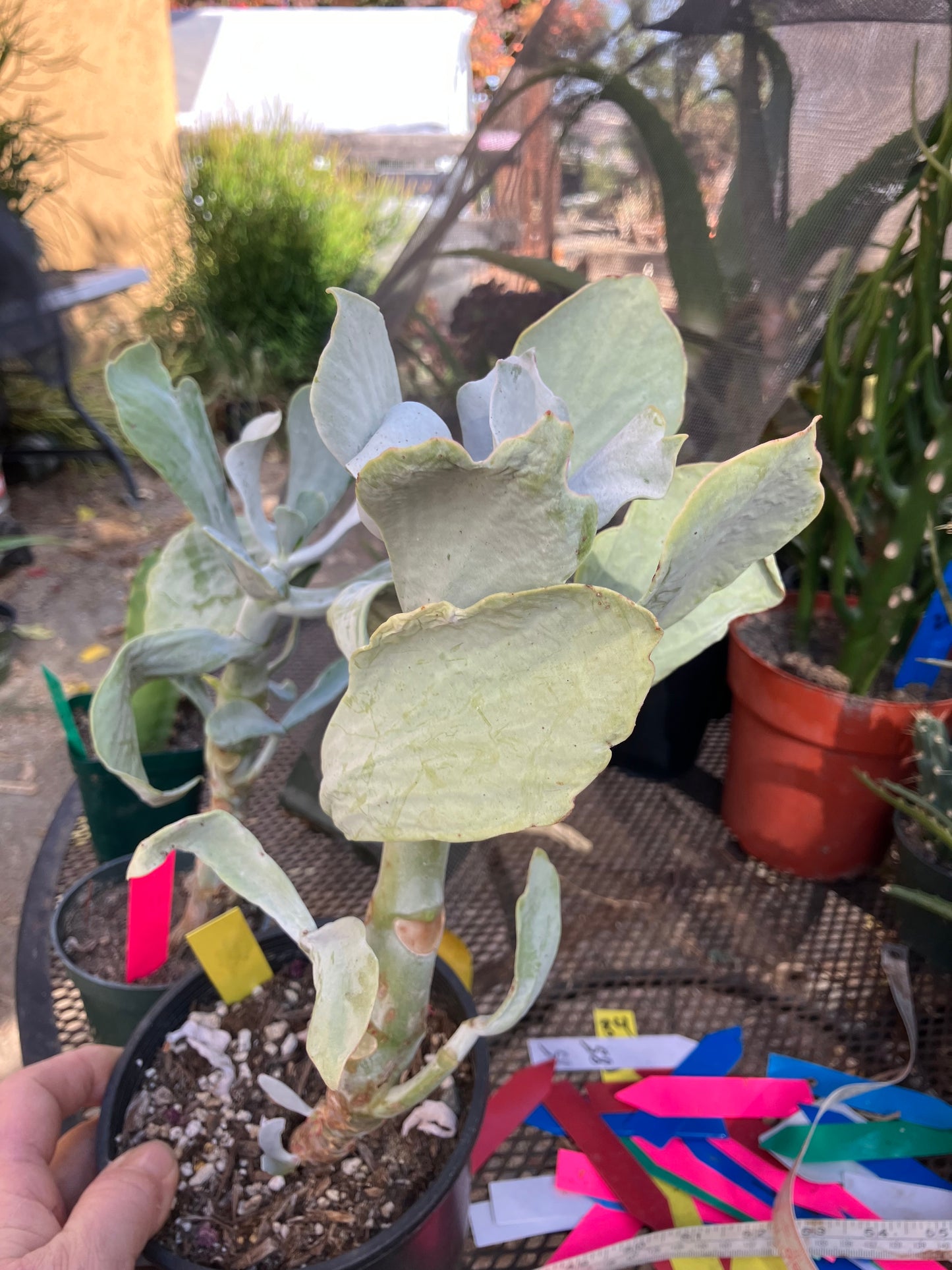 Cotyledon Silver Waves Succulent 12"Tall #126Y