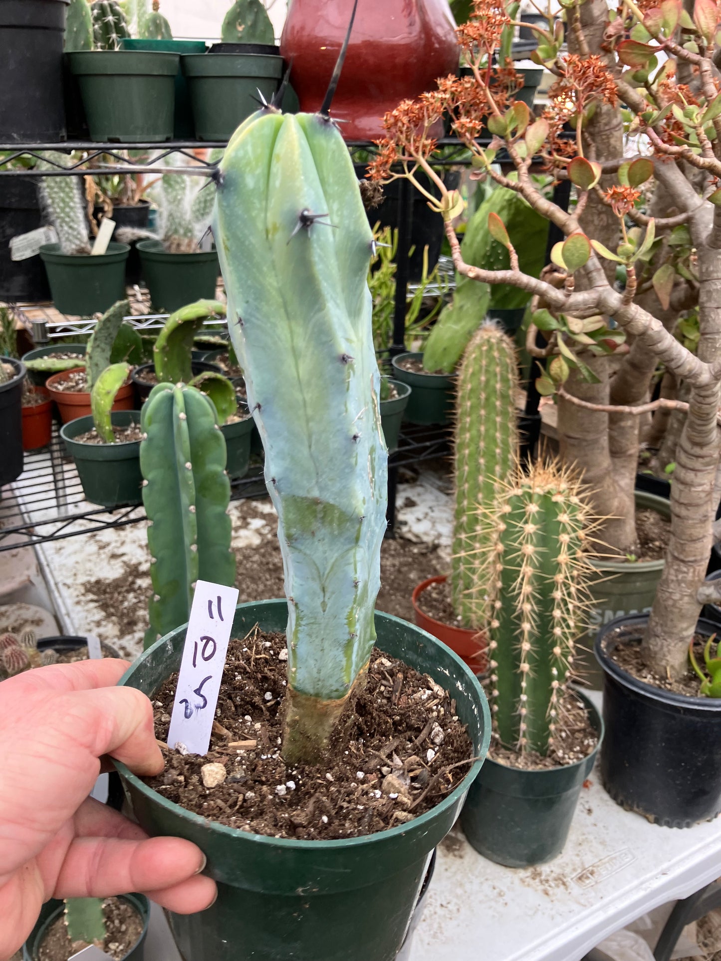 Myrtillocactus cochal Candelabra Cactus 11"Tall 2.5" Wide #11W