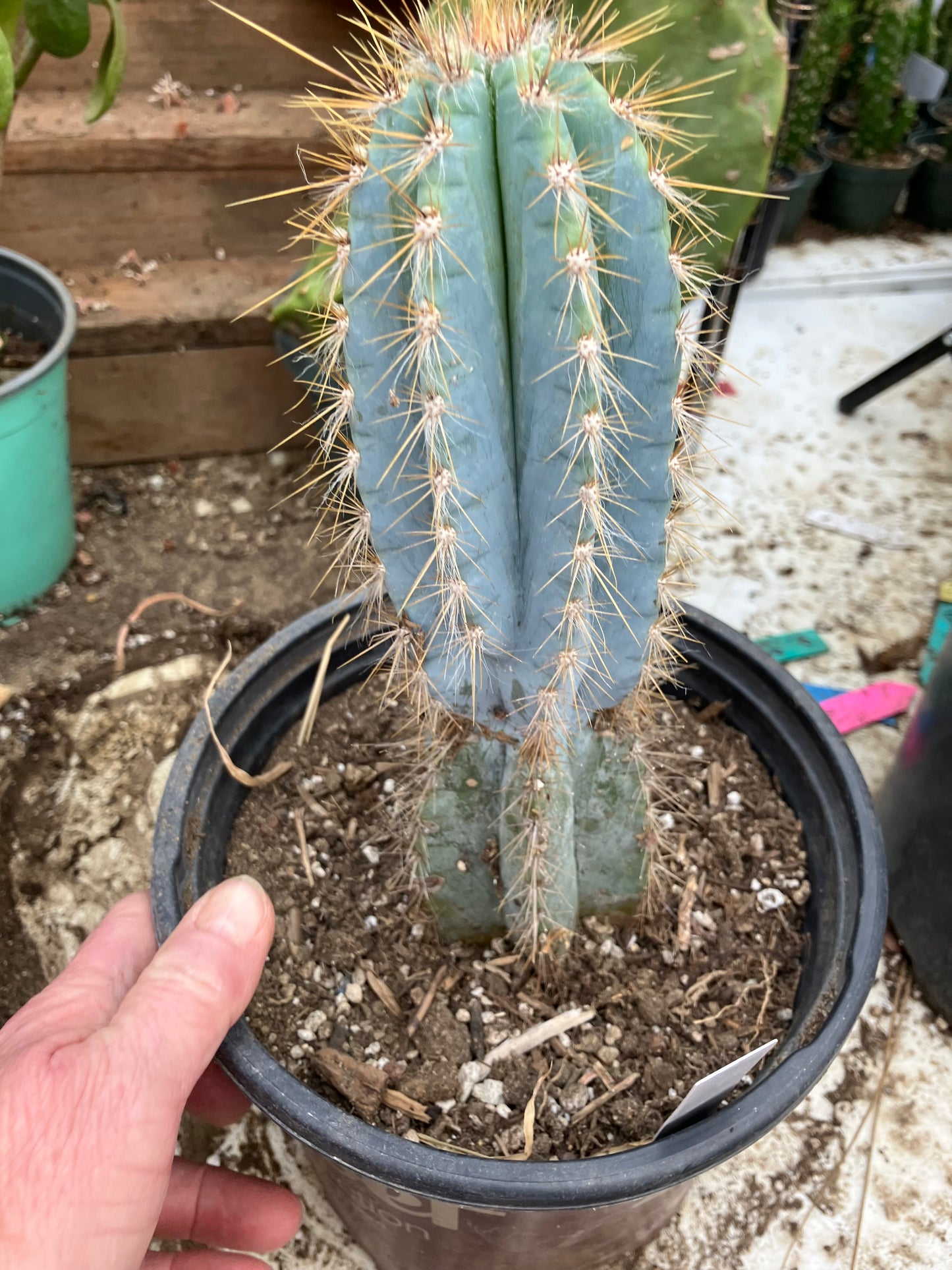 Pilosocereus Blue Azureus Cactus 10" Tall 8.5"Circumference #108W