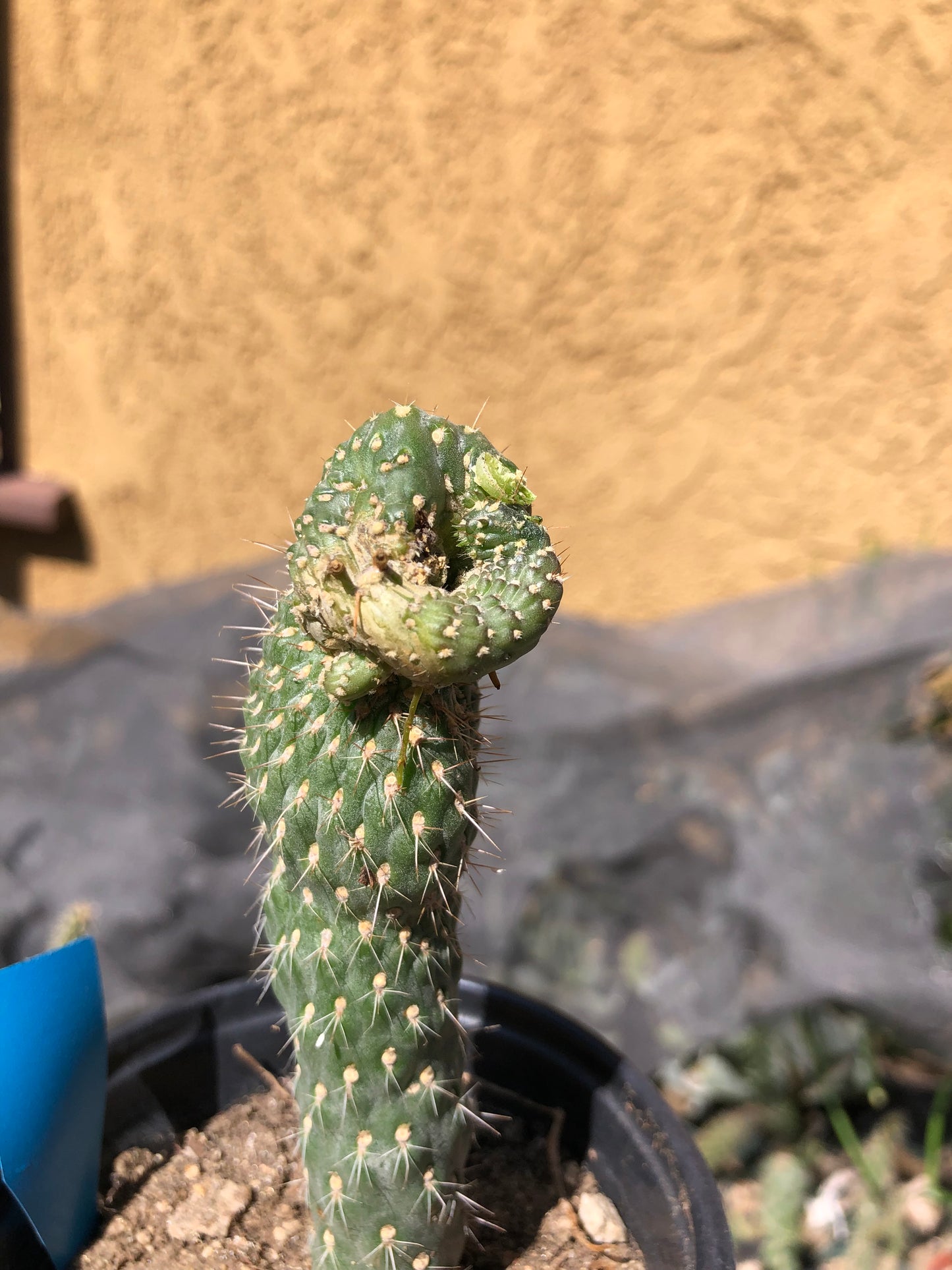 Cylindropuntia fulgida Cholla Boxing Glove Cactus Crest 4.5"Tall #46G