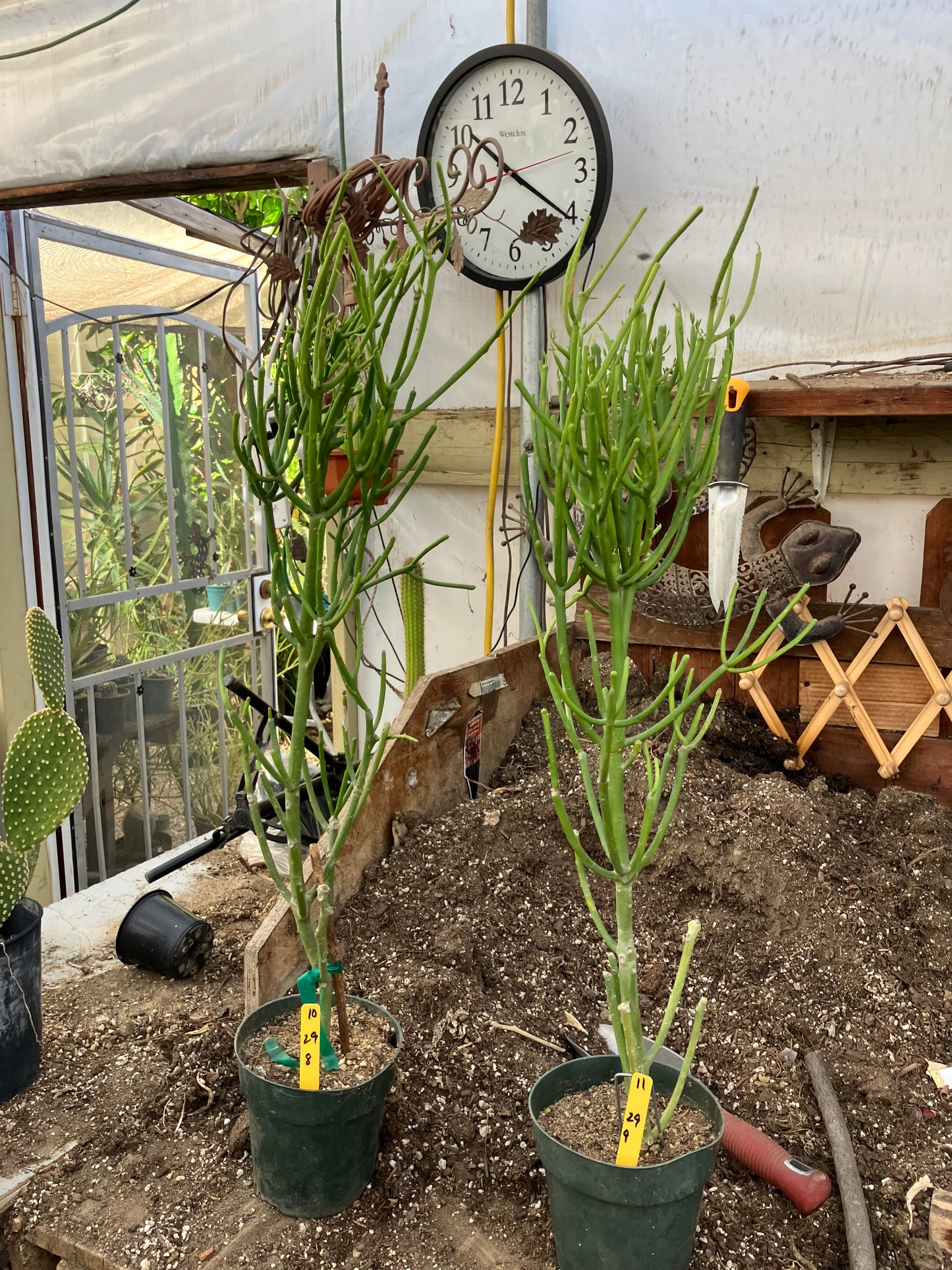 Euphorbia tirucalli Two (2)Twin Pencil Cactus 29"Tall 9"Wide #10Y,11Y