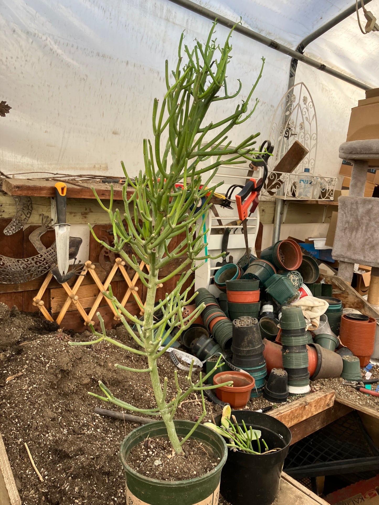 Euphorbia tirucalli Fire Stick 36"Tall 11"Wide #7G