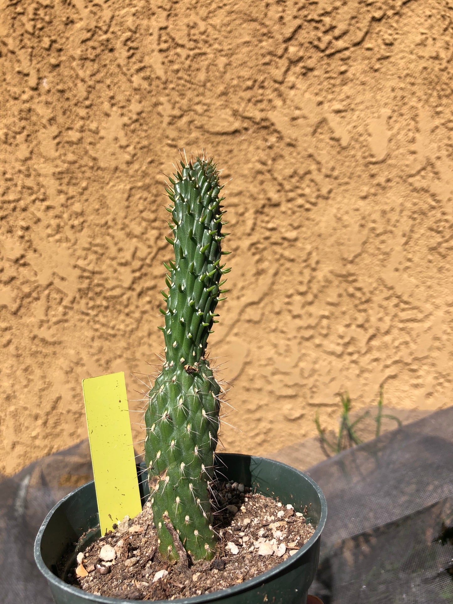 Cylindropuntia fulgida Cholla Boxing Glove Cactus Crest 6"Tall #20Y