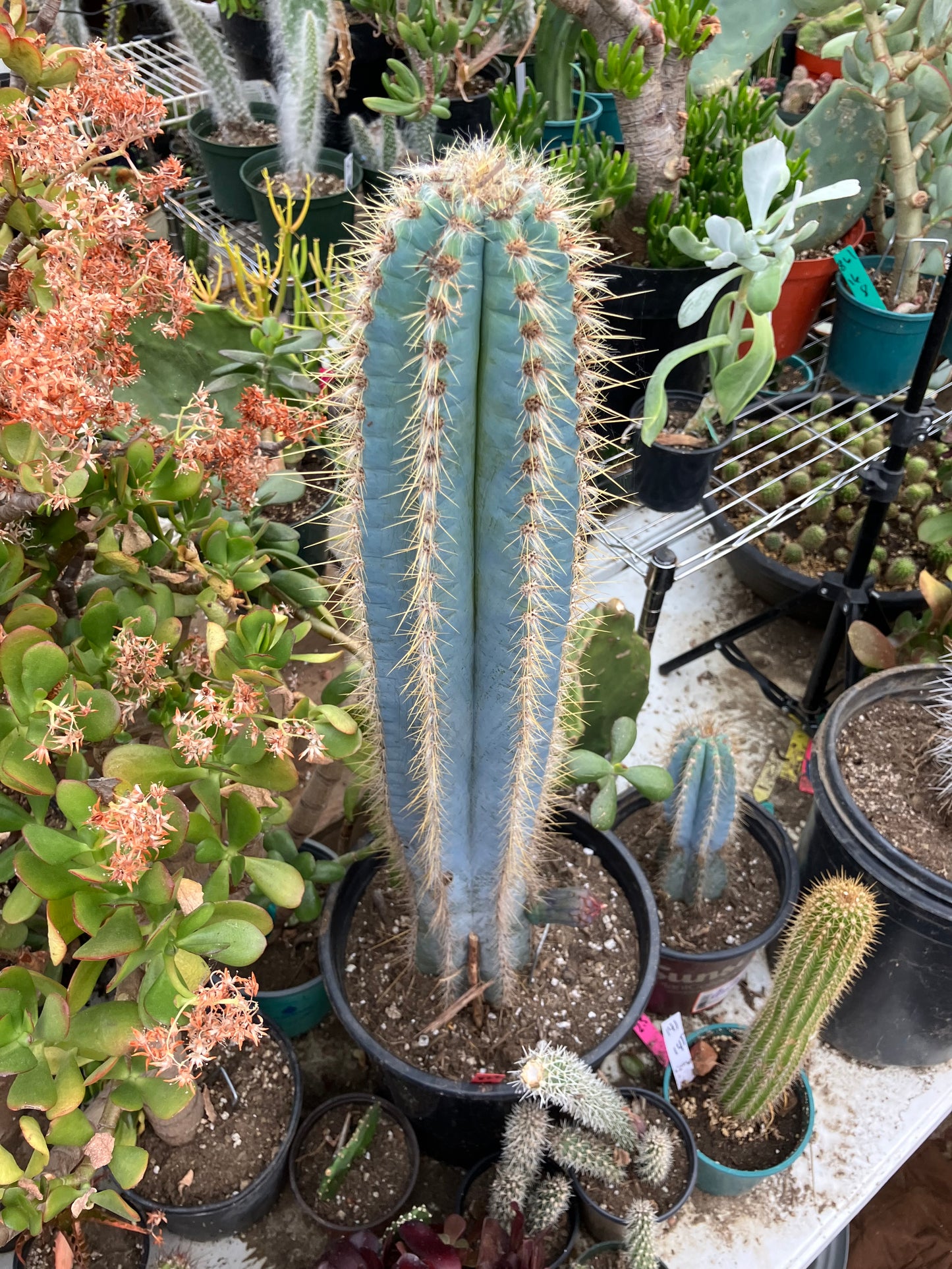 Pilosocereus Blue Azureus Cactus 28" Tall 12.5"Circumference #822R