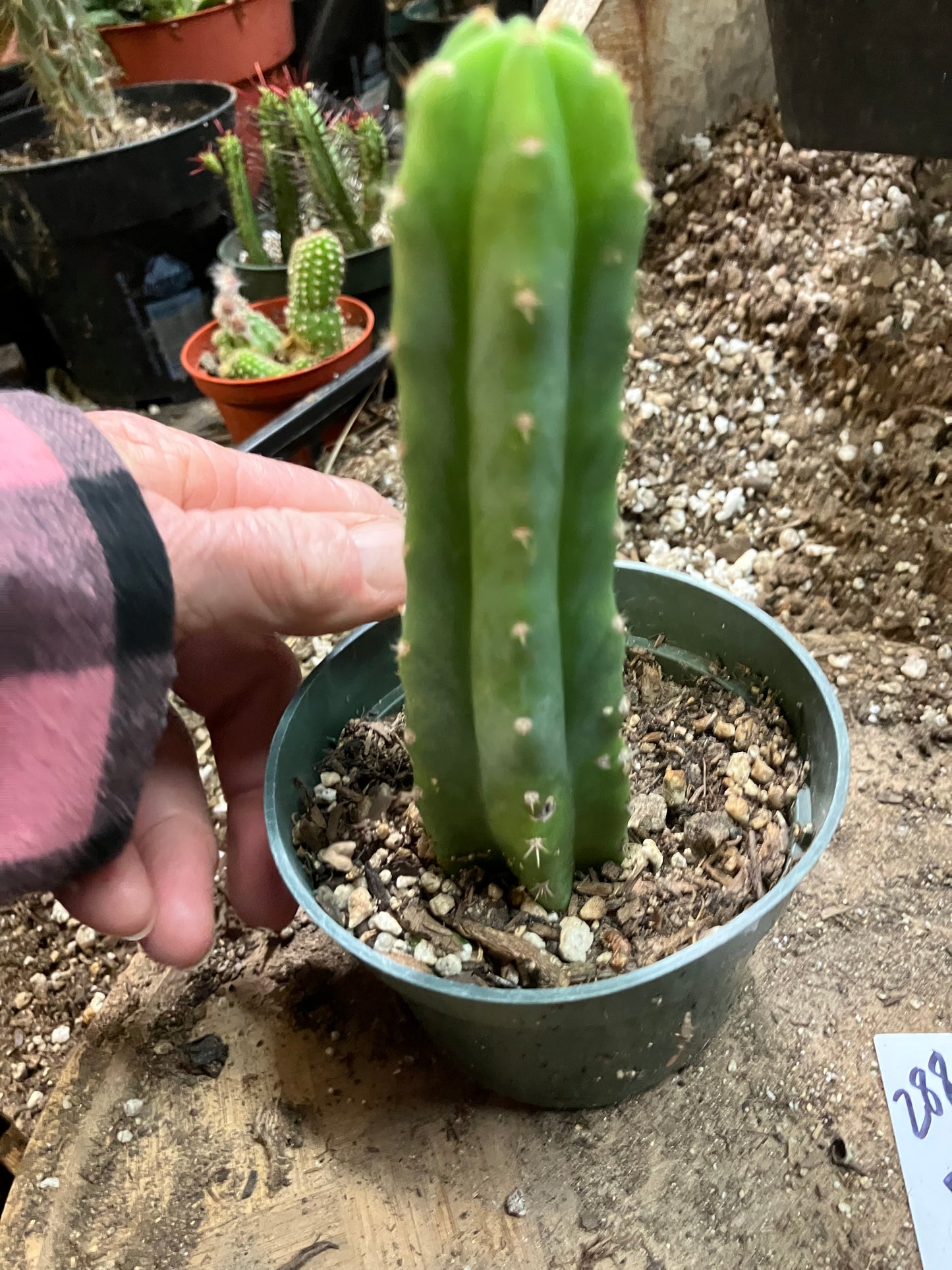 San Pedro Cactus - Trichocereus pachanoi 5"Tall #288W