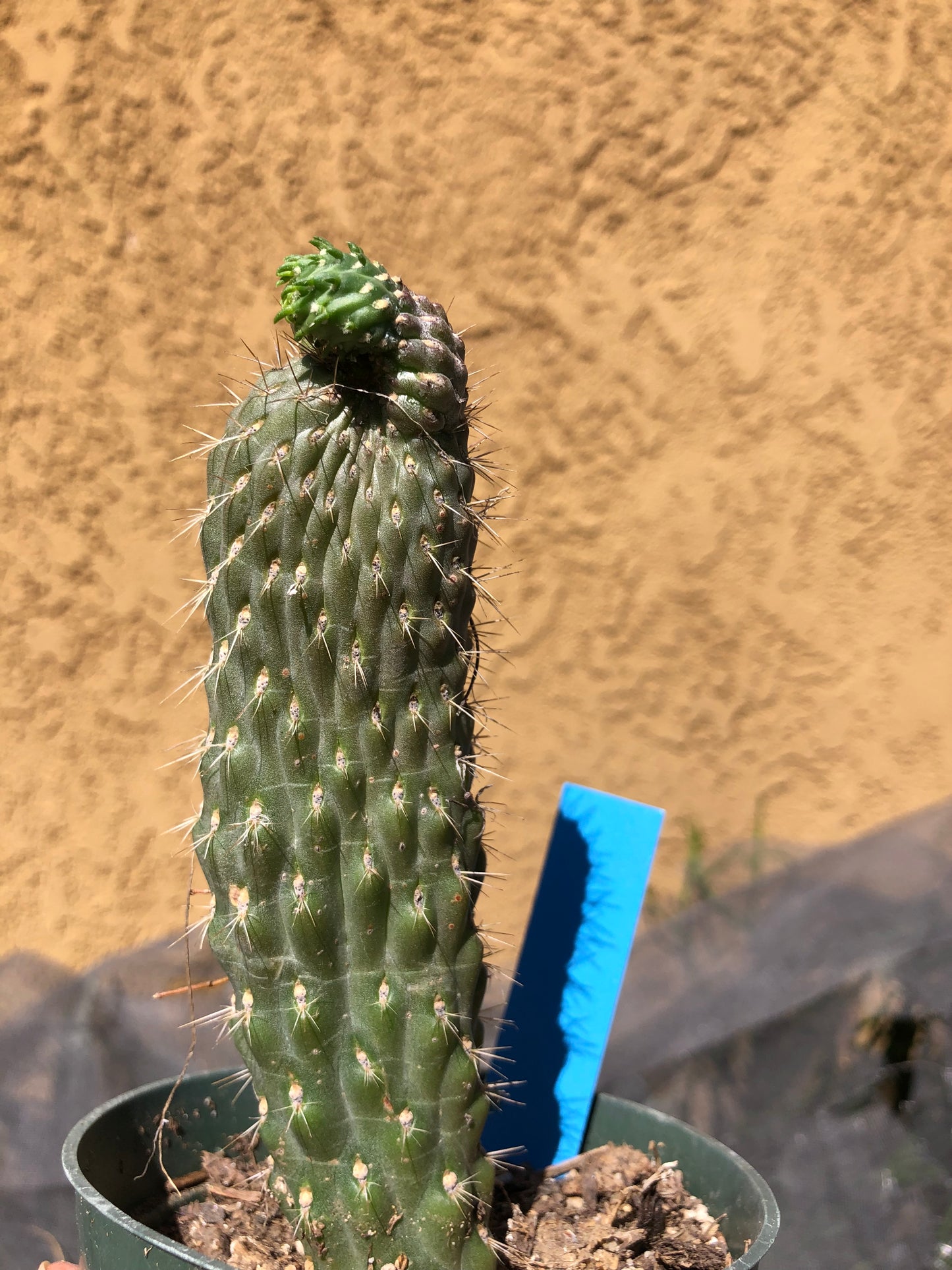 Cylindropuntia fulgida Cholla Boxing Glove Cactus Crest 6"Tall #69B