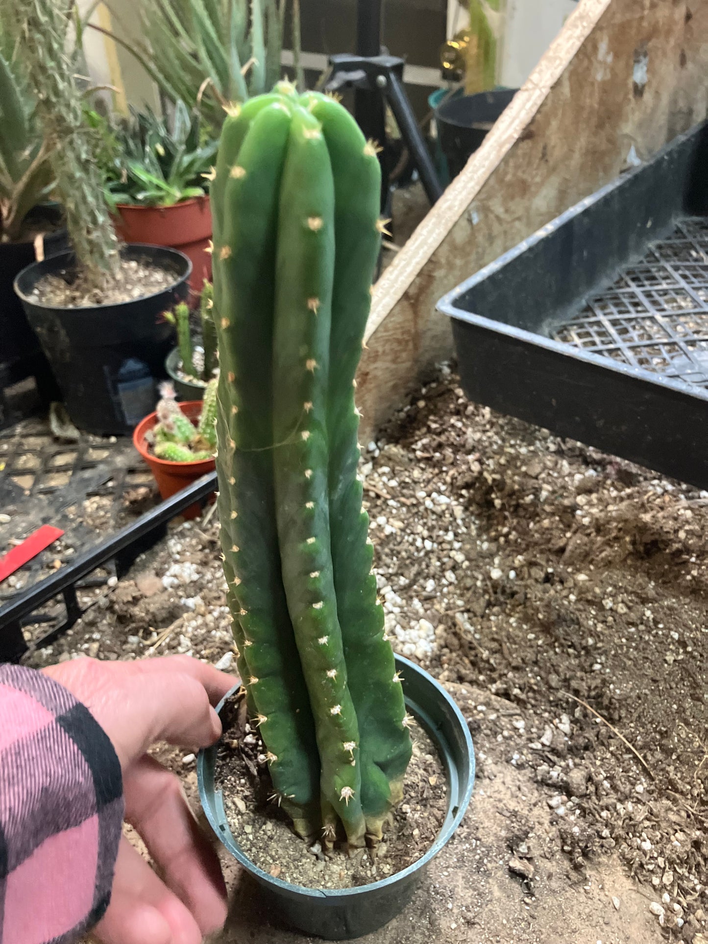 San Pedro Cactus - Trichocereus pachanoi 10"Tall #66B