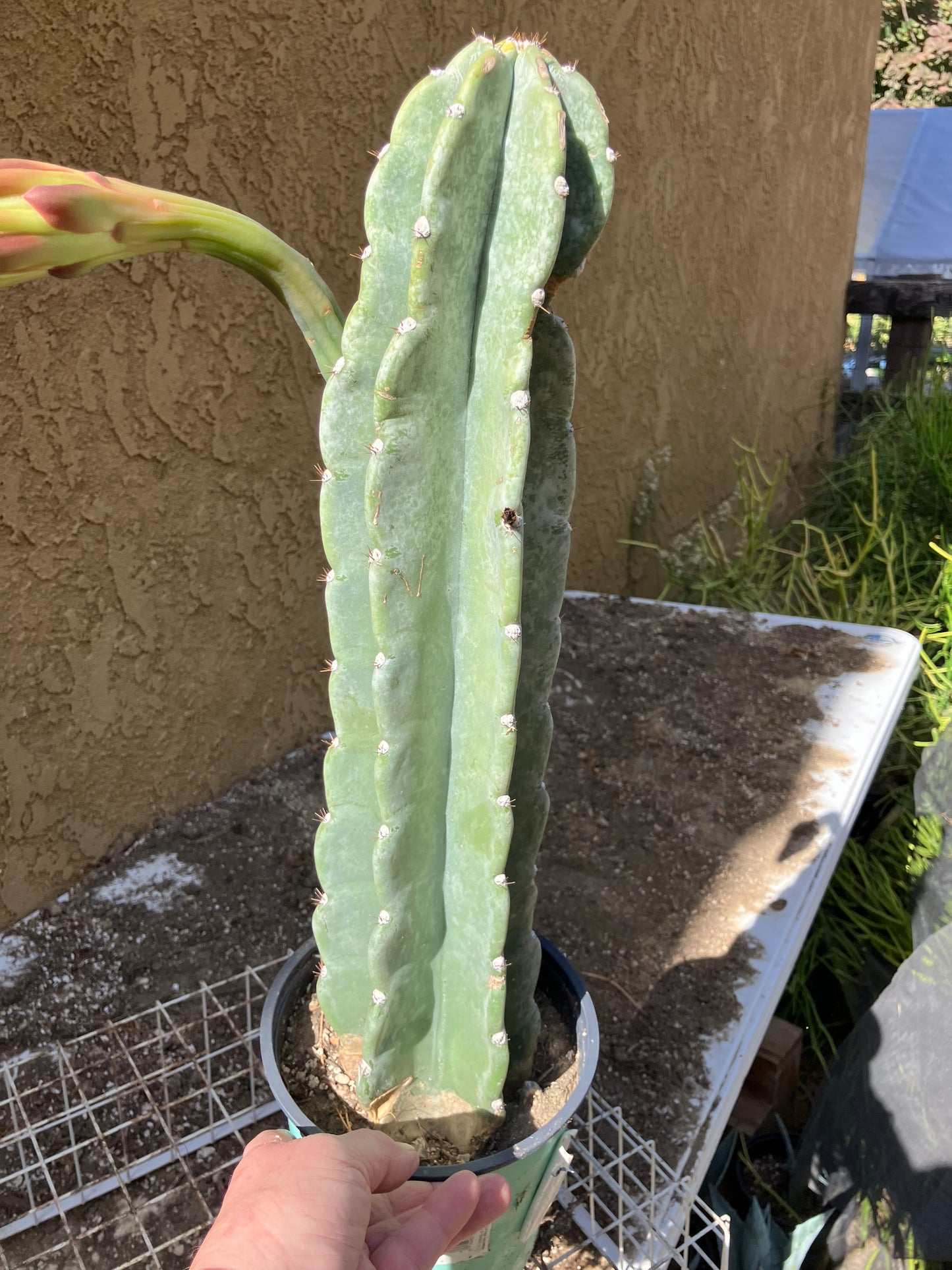Cereus Peruvianus Night Blooming 17”Tall