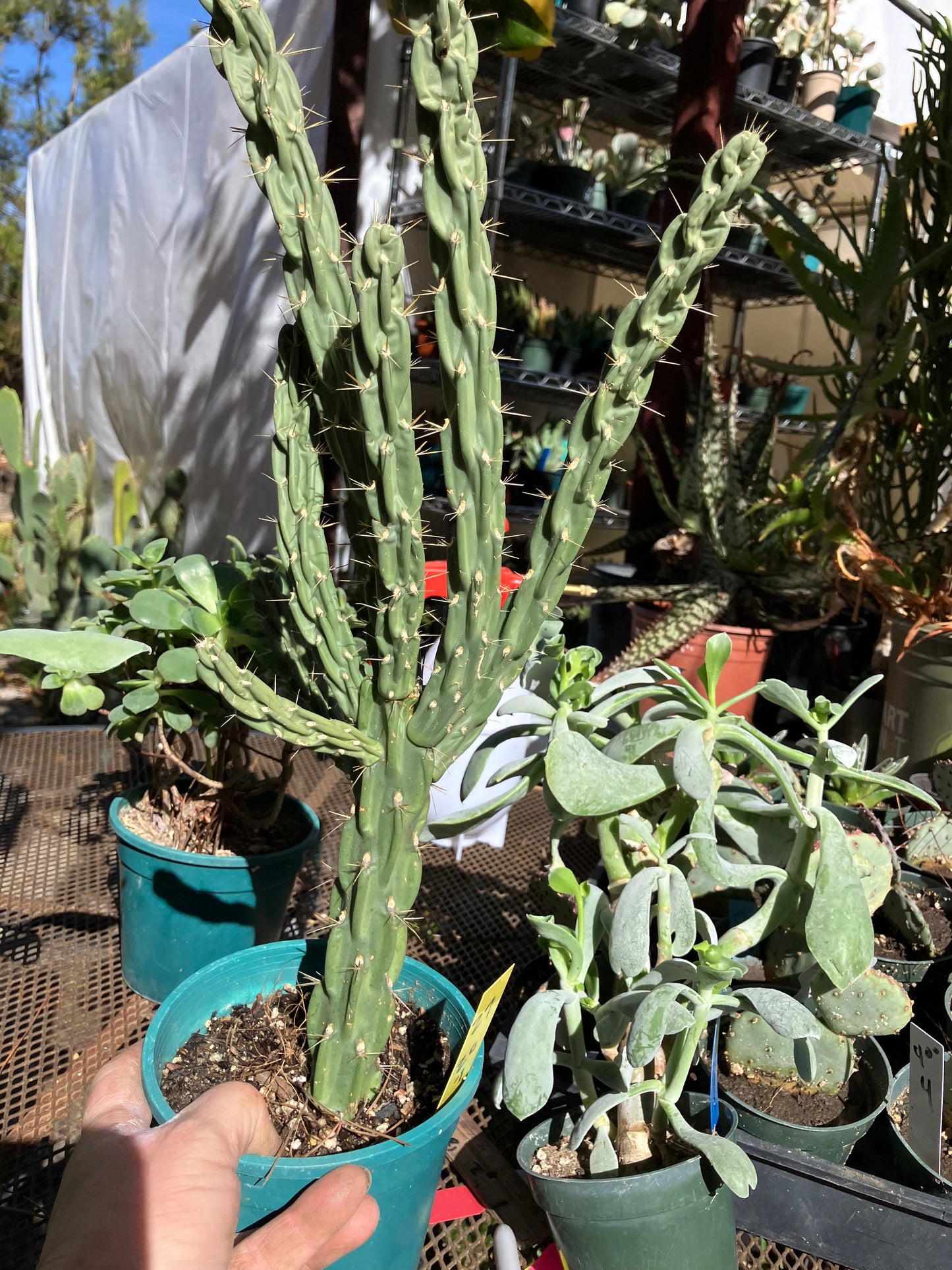 Cholla Cylindropuntia Buckhorn 27”Tall #27Y
