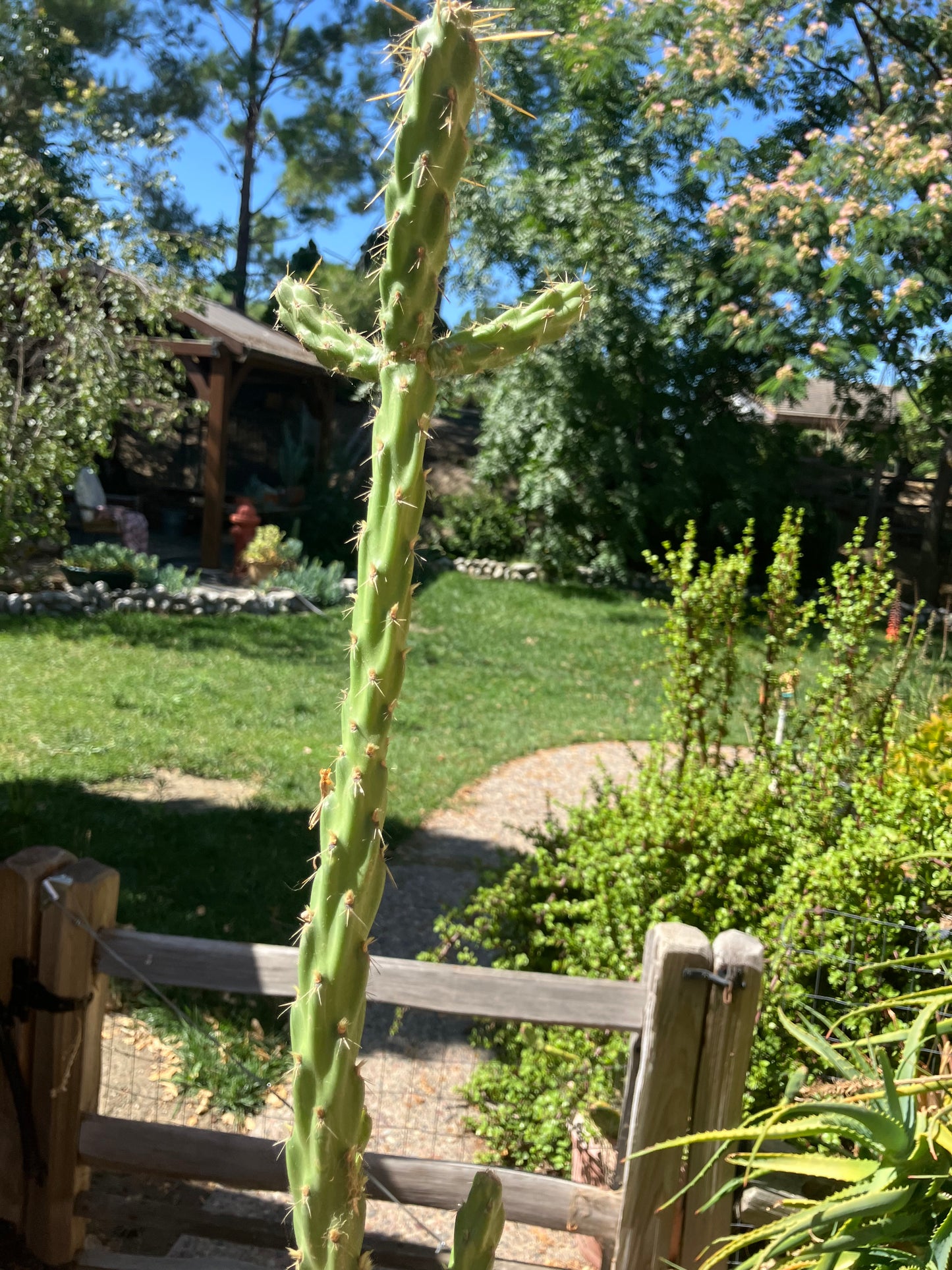 Cholla Cylindropuntia Buckhorn Cactus 16”Tall #61G