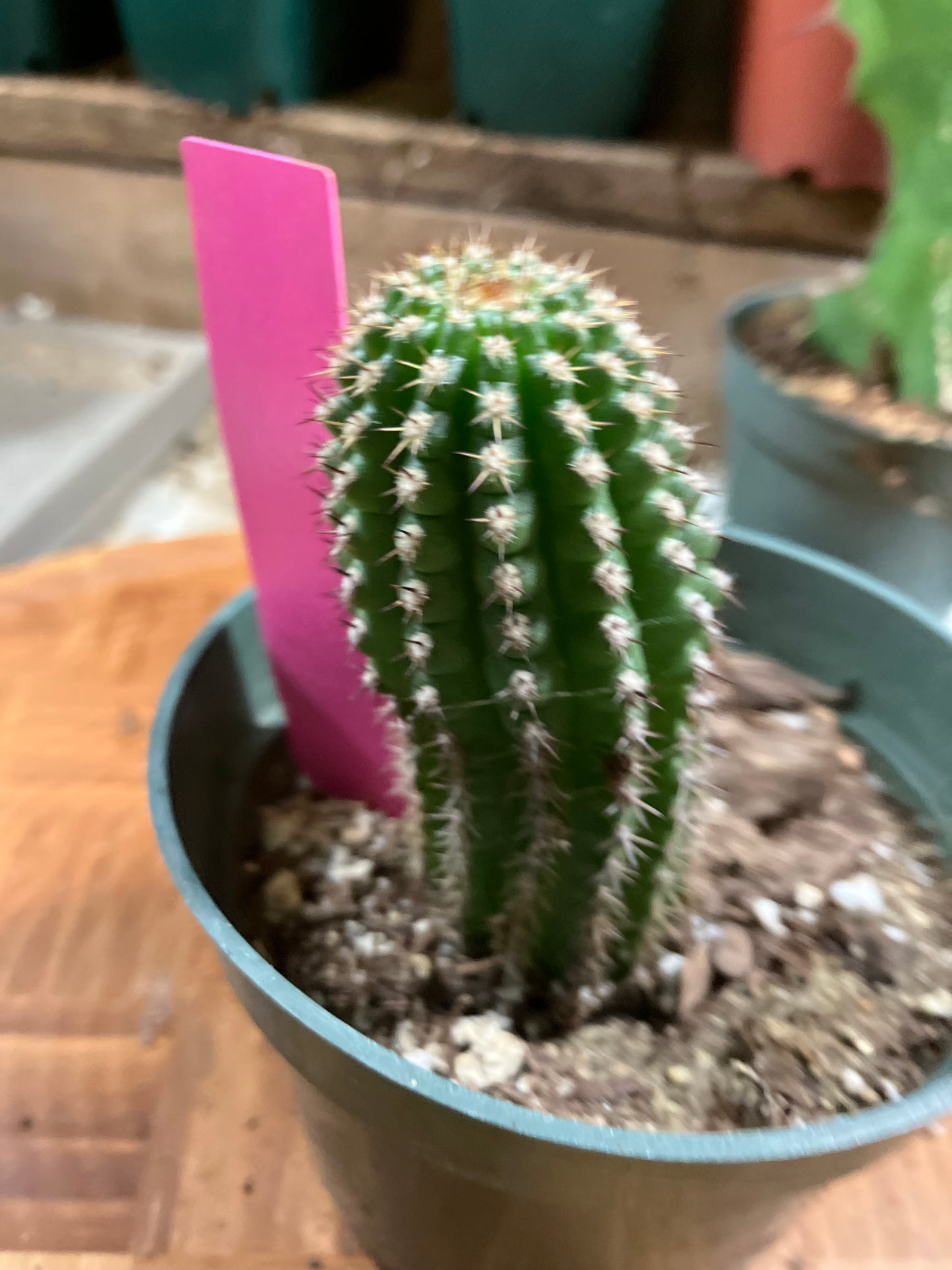 Pachycereus pecten-aboriginum Indian Comb Cactus 3"Tall #03P