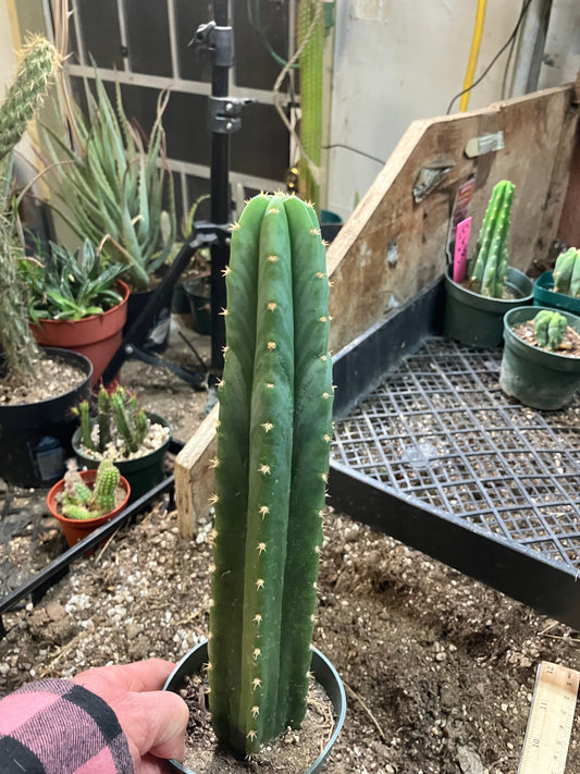 San Pedro Cactus - Trichocereus pachanoi 11"Tall #81W