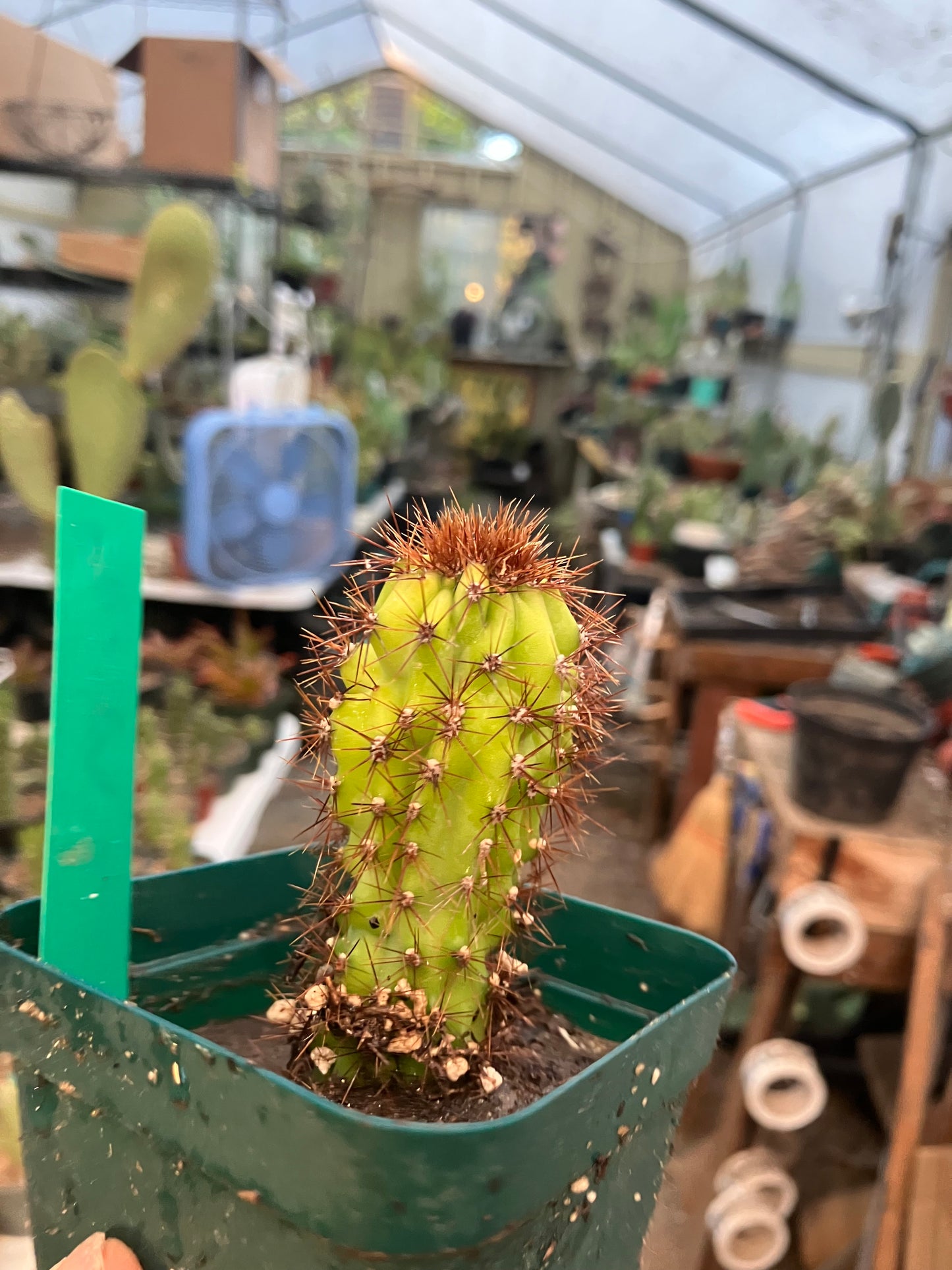 Cereus Peruvianus Monstrose "Rojo" 3” Tall #100G