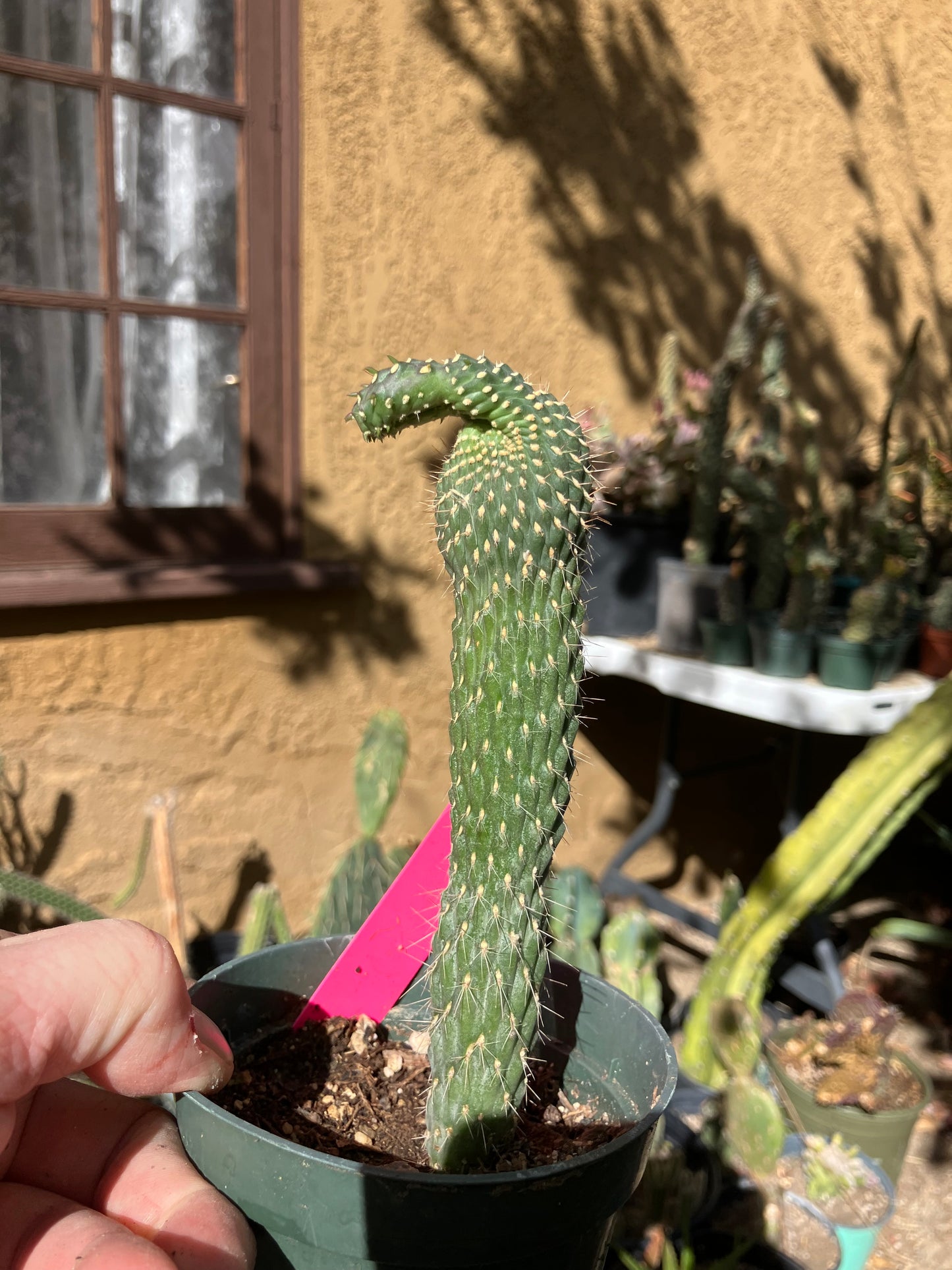Cylindropuntia fulgida Cholla Boxing Glove Cactus Crest 6"Tall #60P