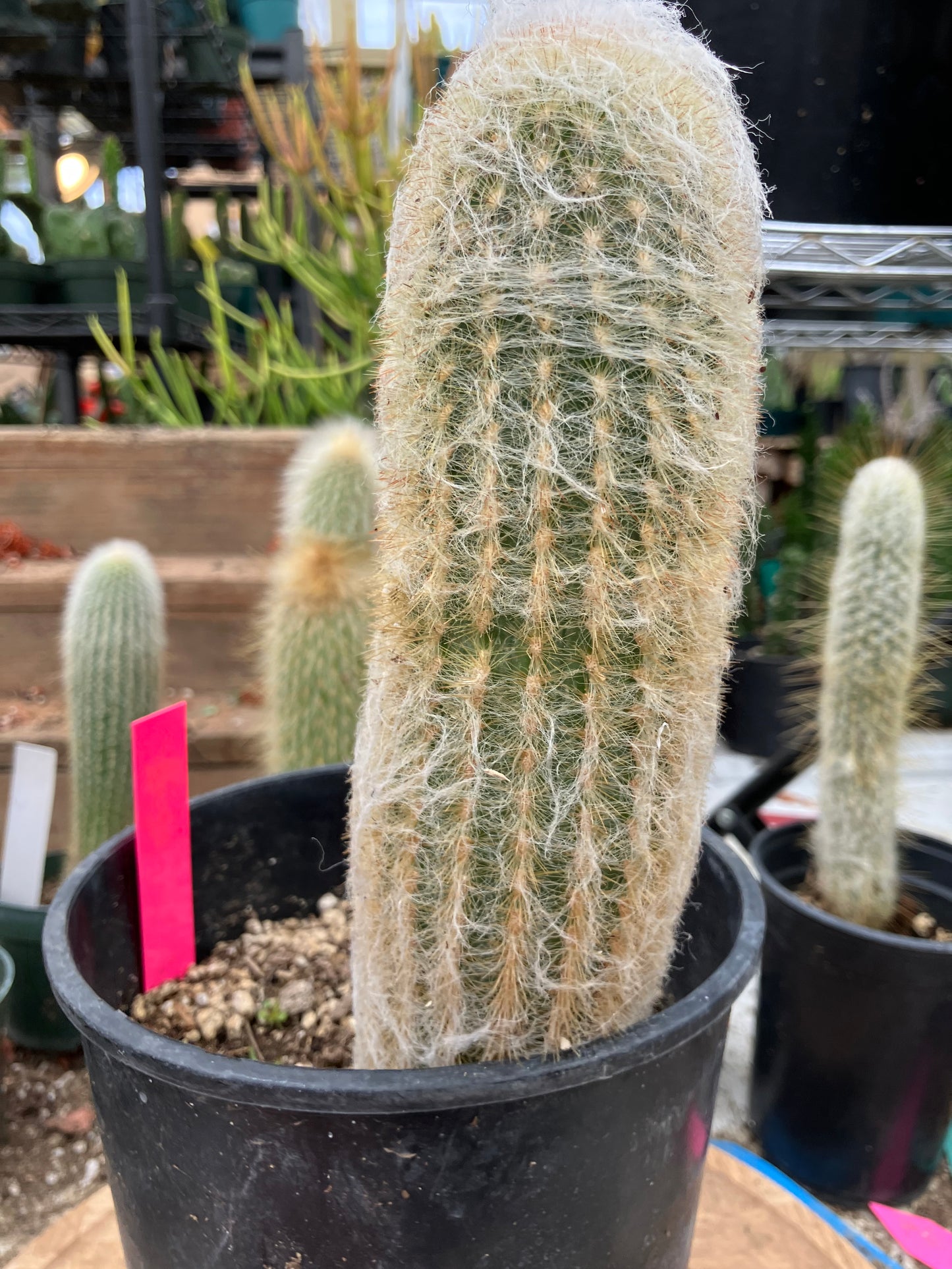 Espostoa lanata Old Man of the Mountain 9.5"Tall 8"Circumference #5P