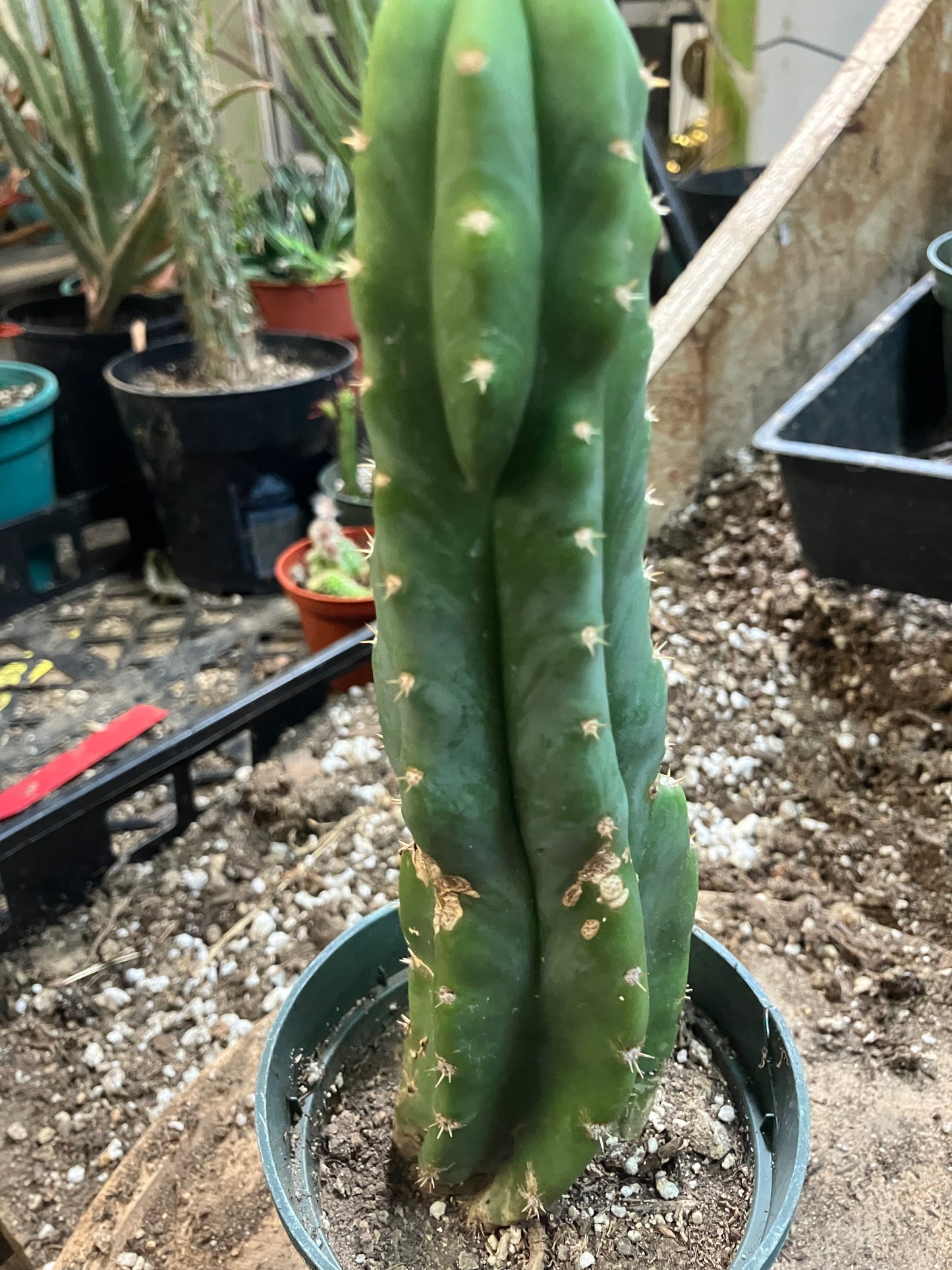 San Pedro Cactus - Trichocereus pachanoi 8" Tall #8Y