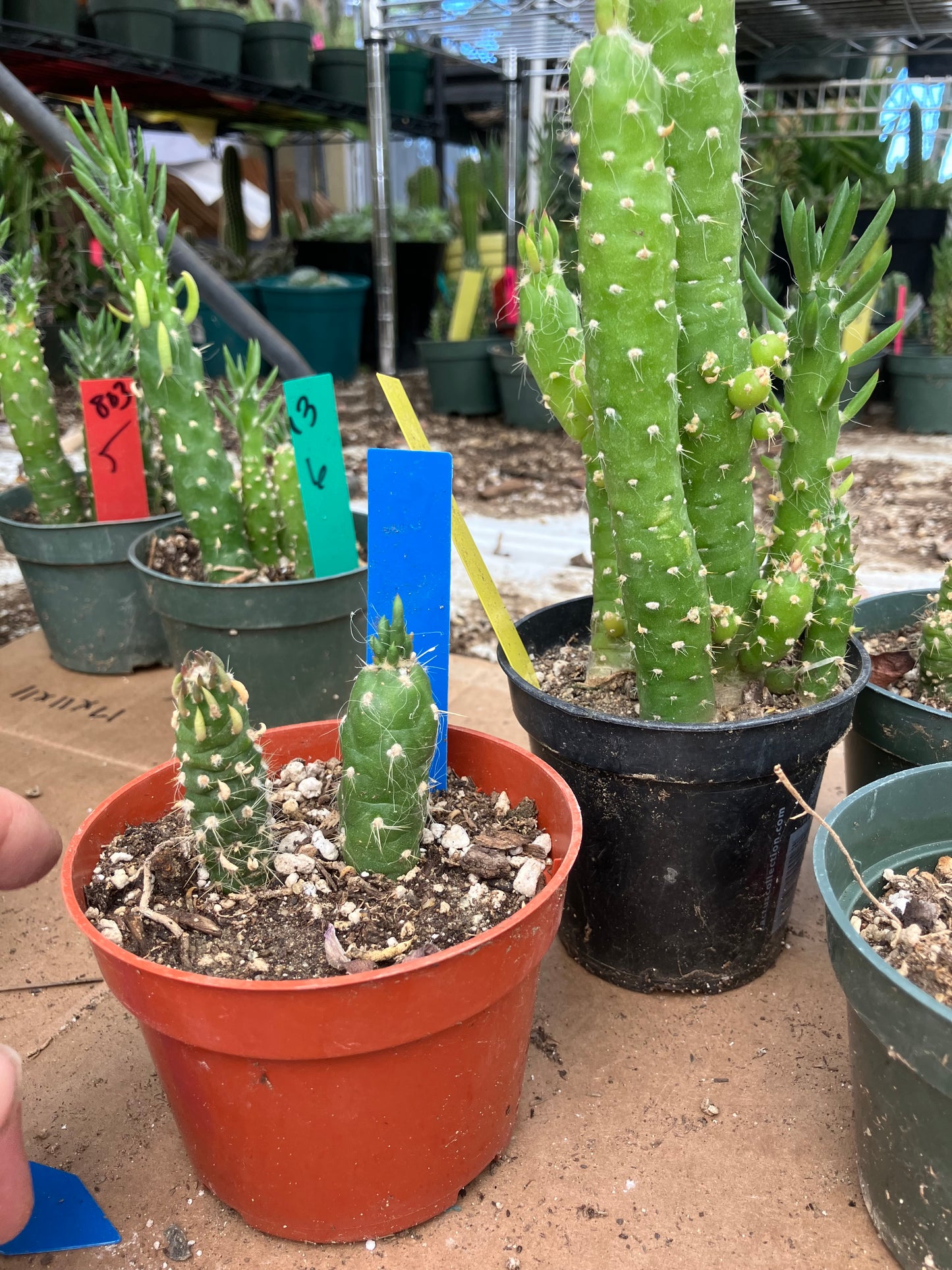 Austrocylindropuntia Cactus Gumbi Mini Eve's Needle 2"Tall #13B