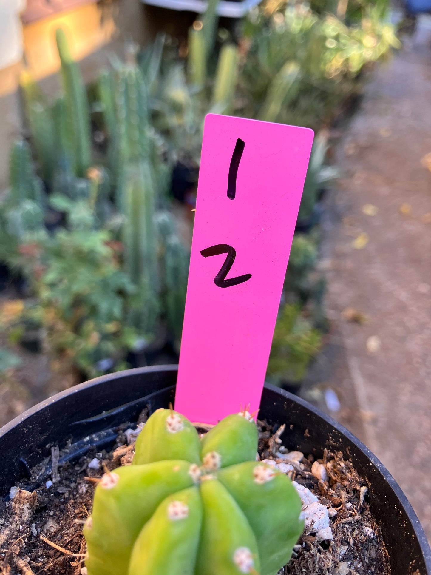 San Pedro Cactus - Trichocereus pachanoi 2"Tall #1P