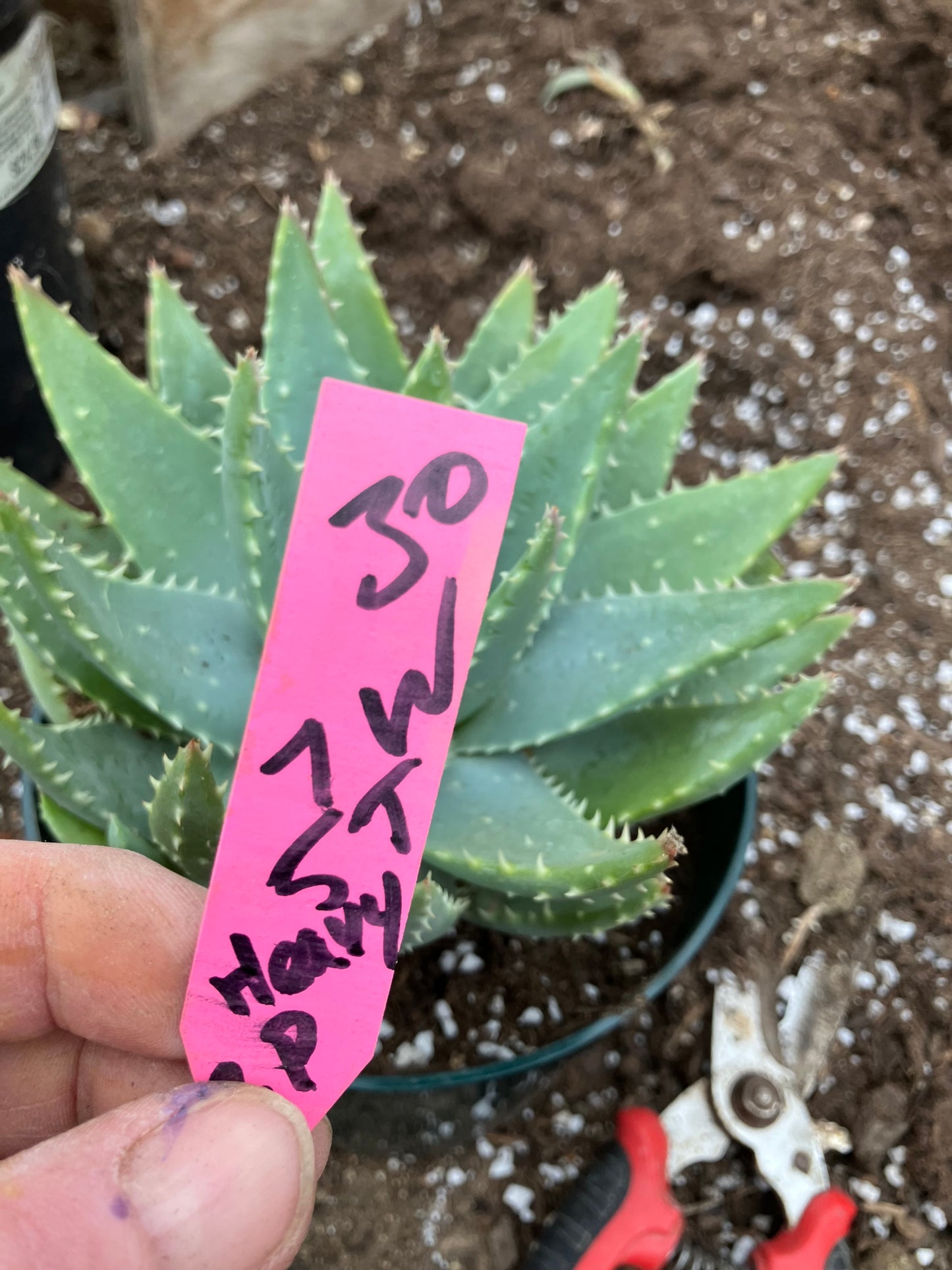 Aloe Brevifolia Short Leaf Aloe Succulent 5"Tall 7" Wide #30P
