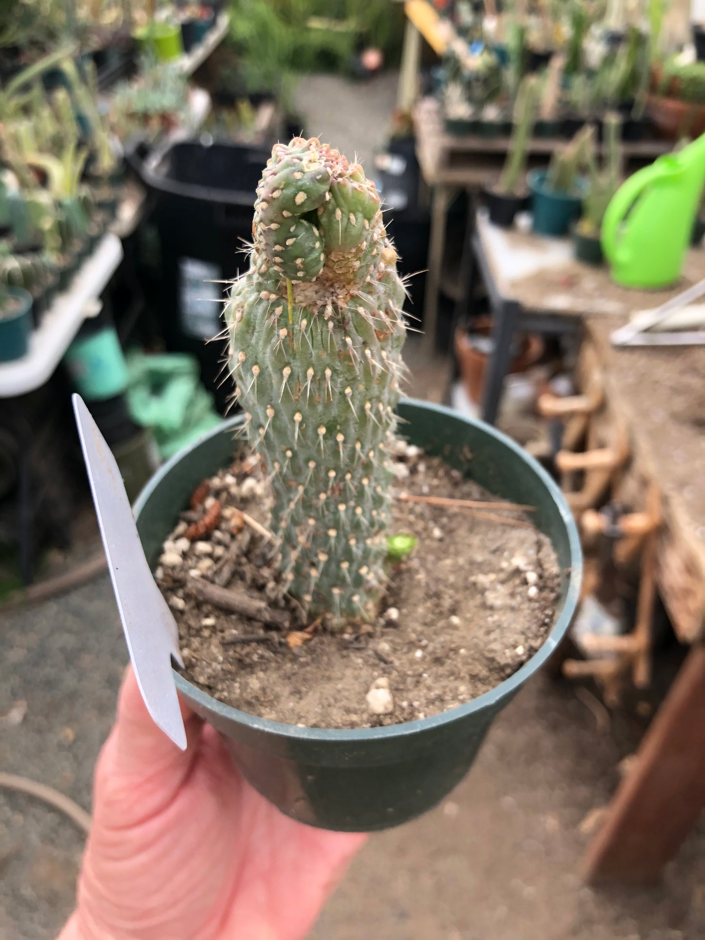 Cylindropuntia fulgida Cholla Boxing Glove Cactus Crest 4"Tall #10W