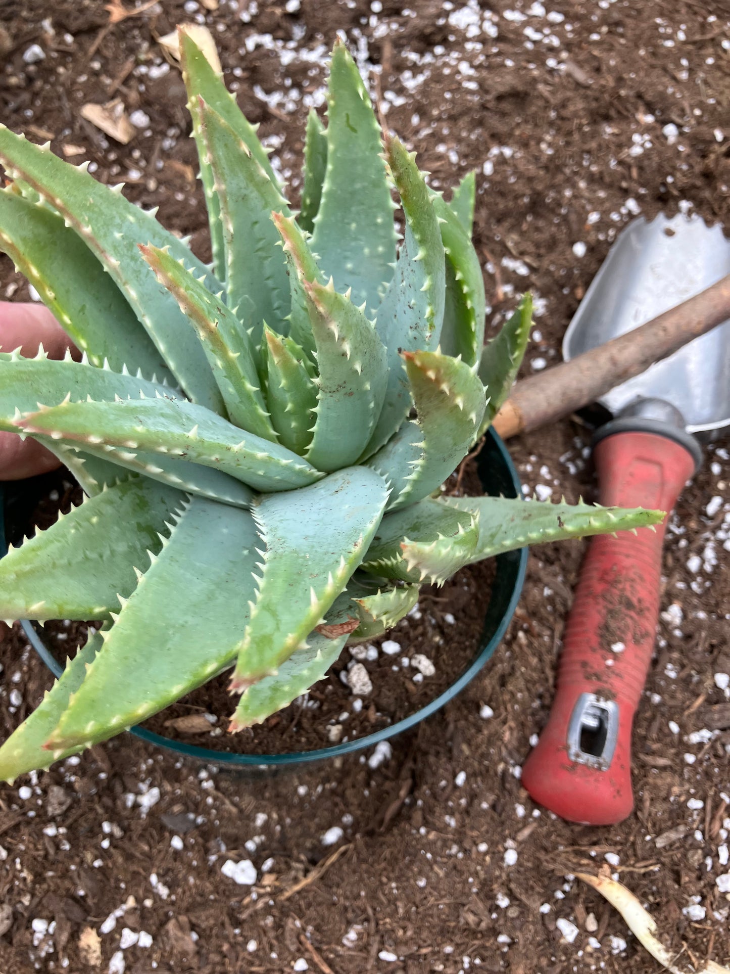 Aloe maculata Soap Aloe 8"Wide Succulent Cactus #8G