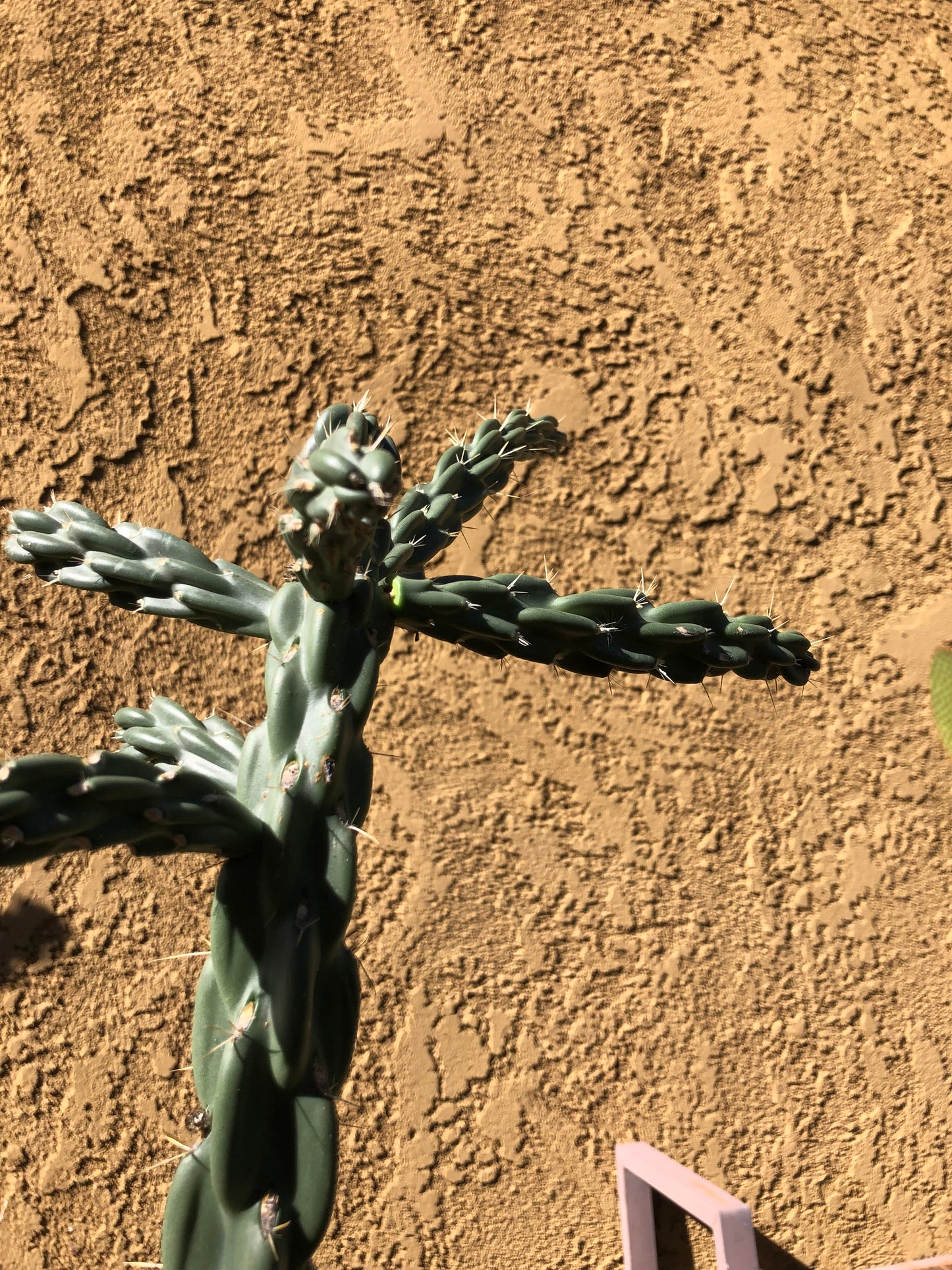 Cholla Cylindropuntia  Buckhorn 24”Tall #2W