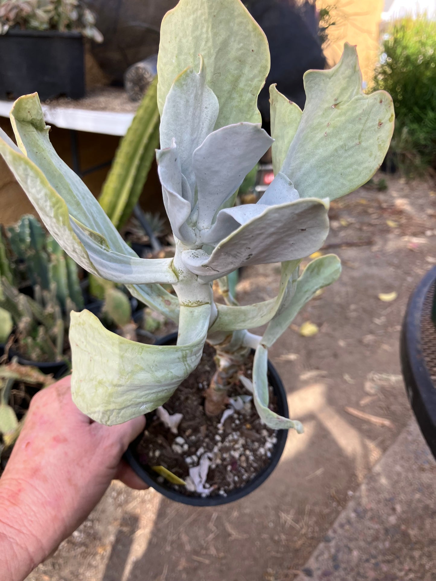 Cotyledon Silver Waves Succulent 12"Tall #126Y