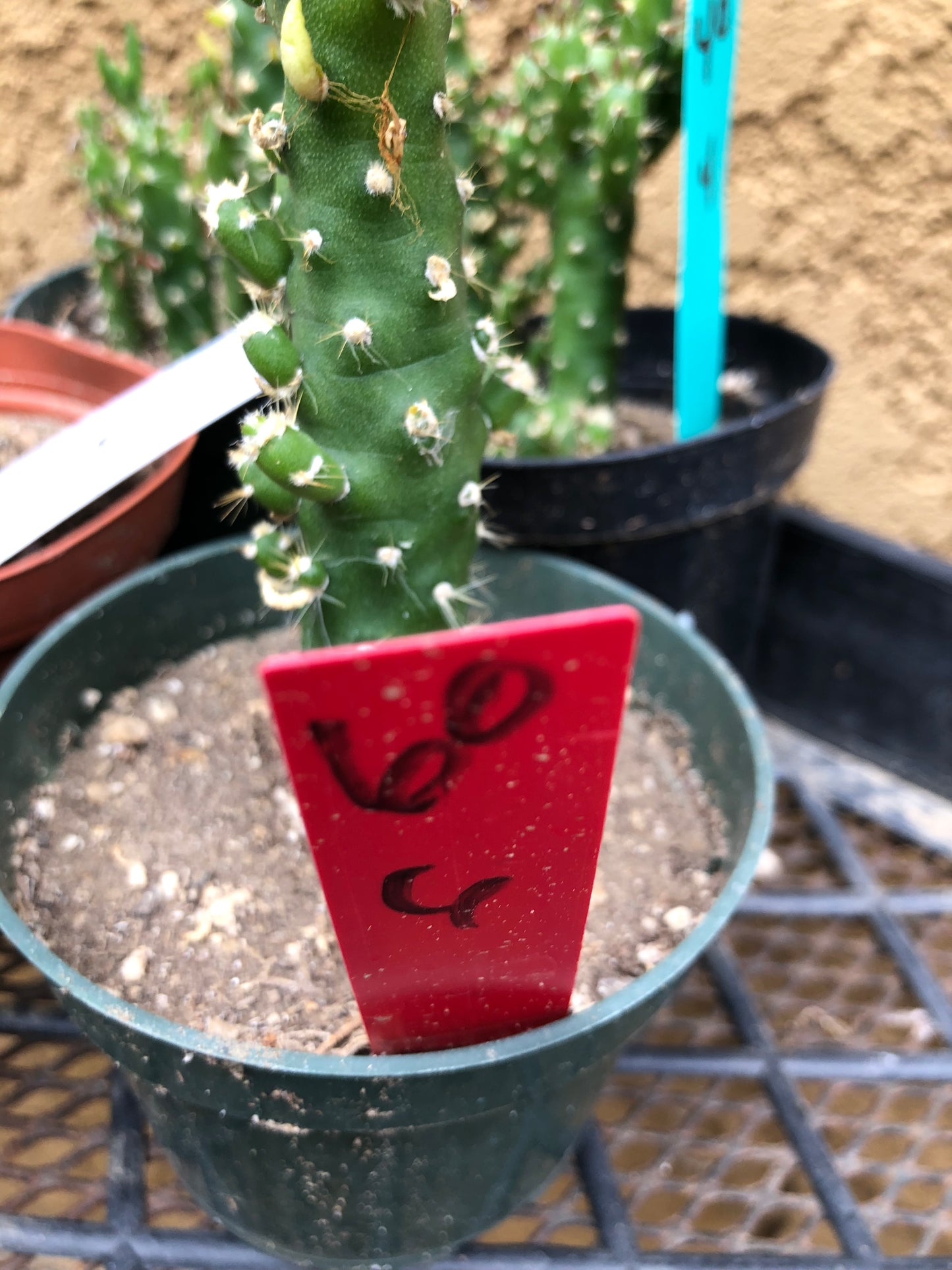 Austrocylindropuntia Cactus Gumbi Mini Eve's Needle 6"Tall #60R