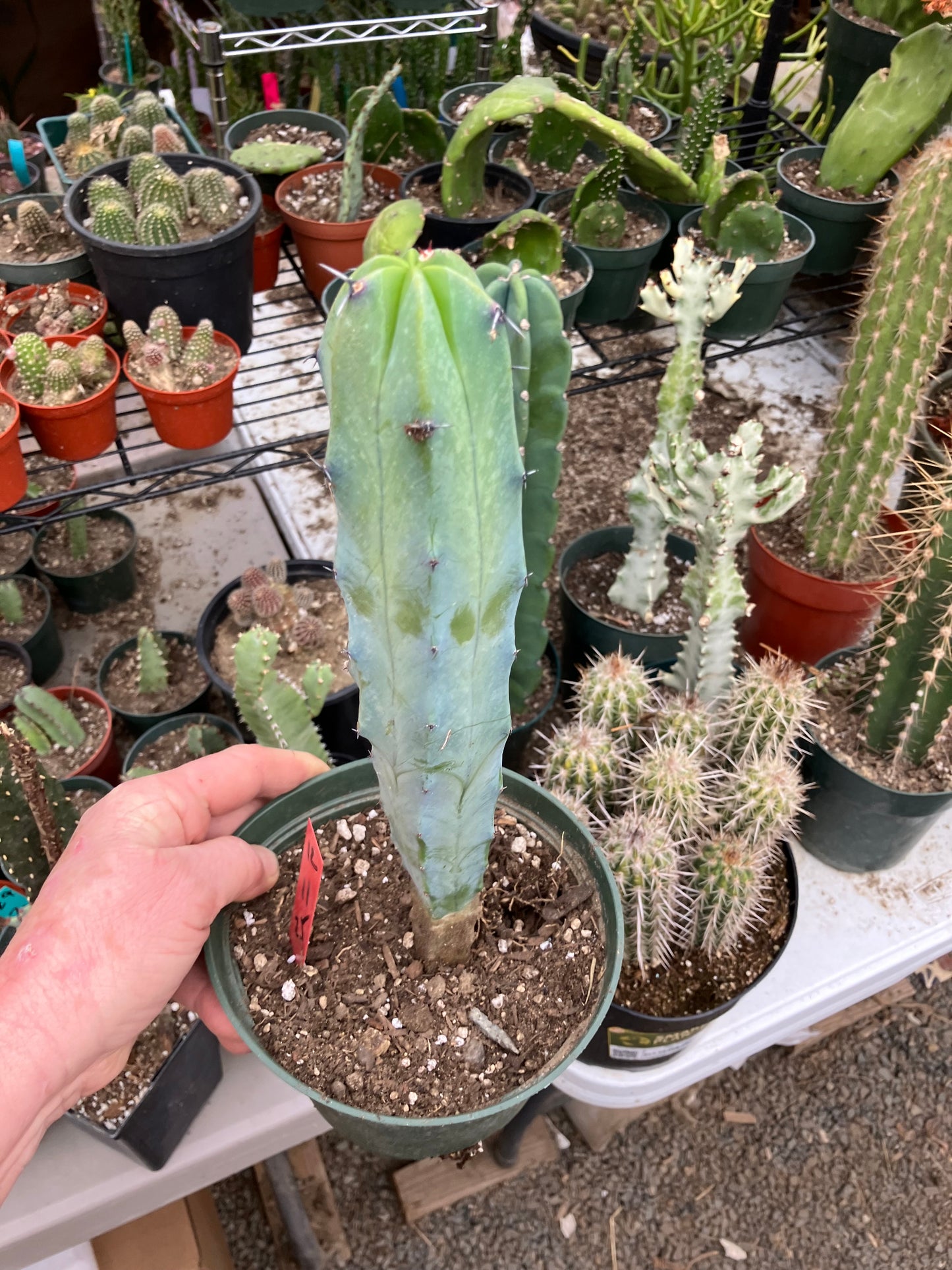 Myrtillocactus cochal Candelabra Cactus 11"Tall 2.5" Wide #12R