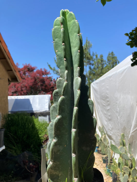 Cereus Peruvianus Night Blooming 11"Tall #161Y