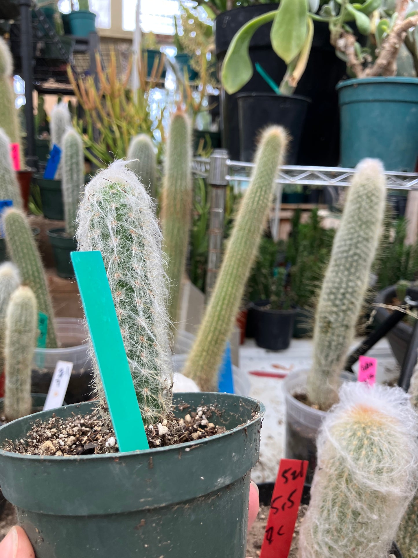 Oreocereus doelzianus Old Woman, Old Man Cactus 4.5"Tall #45G