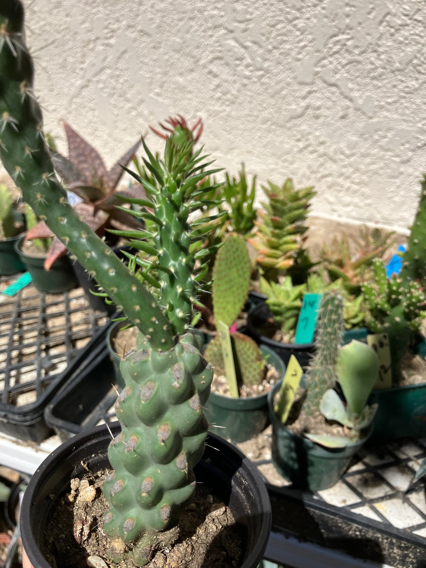 Cholla Cylindropuntia  Buckhorn 7”Tall #77B
