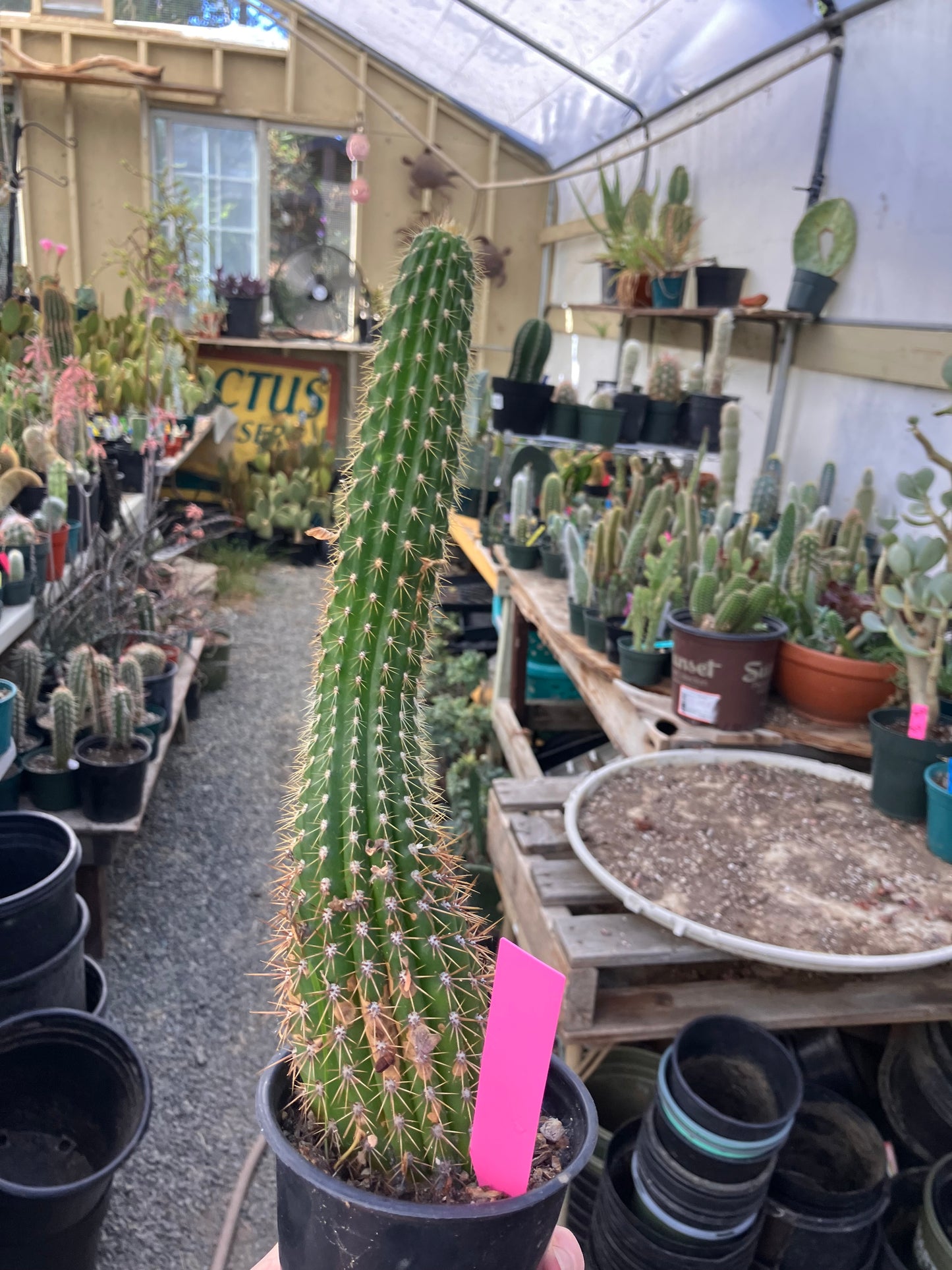 Golden Torch Cactus - Trichocereus spachianus 10.5”Tall #10P