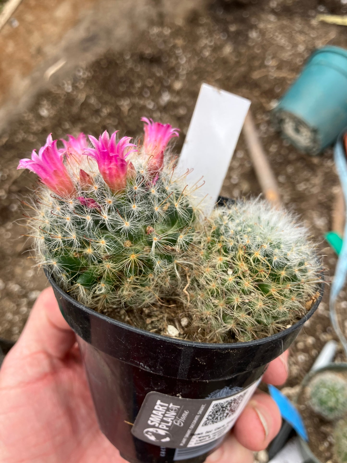 Mammillaria bocasana rosalviflora Powder Puff Cluster 4"W #47W"This Plant"