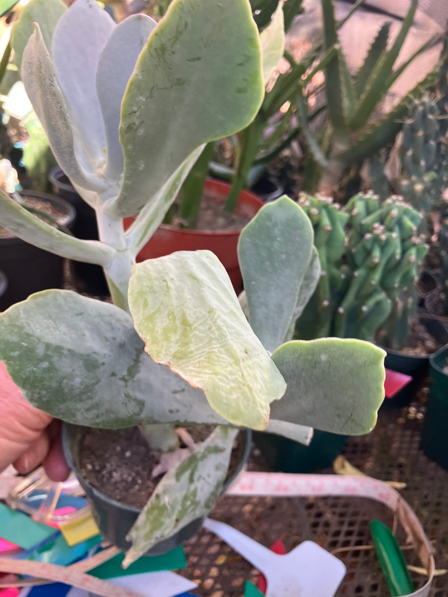 Cotyledon Silver Waves Succulent 10"Tall #010Y