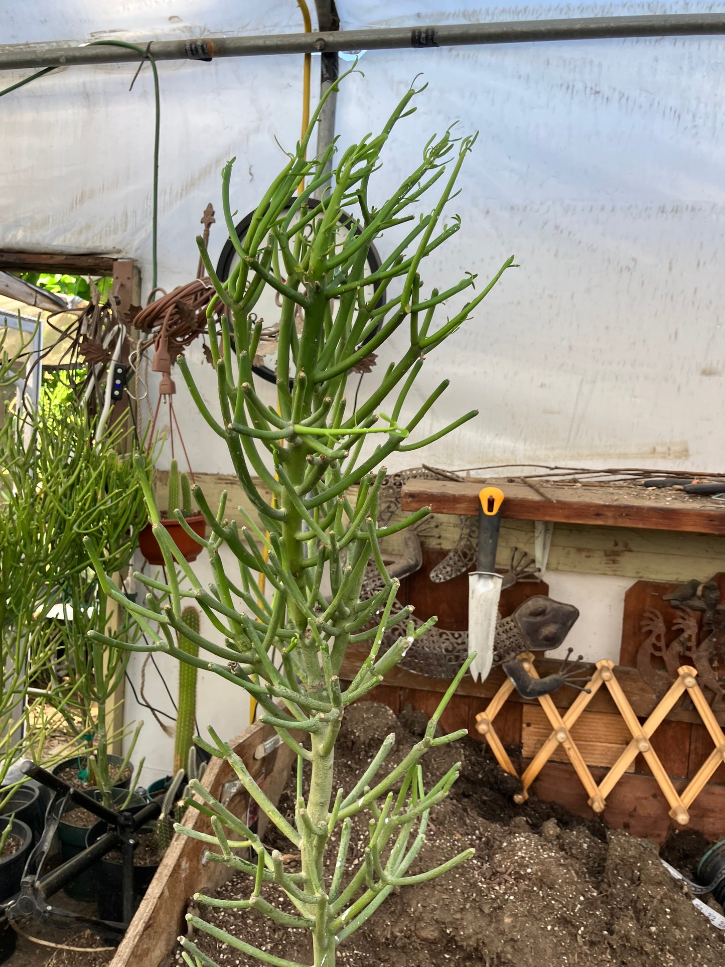 Euphorbia tirucalli Fire Stick 36"Tall 11"Wide #7G