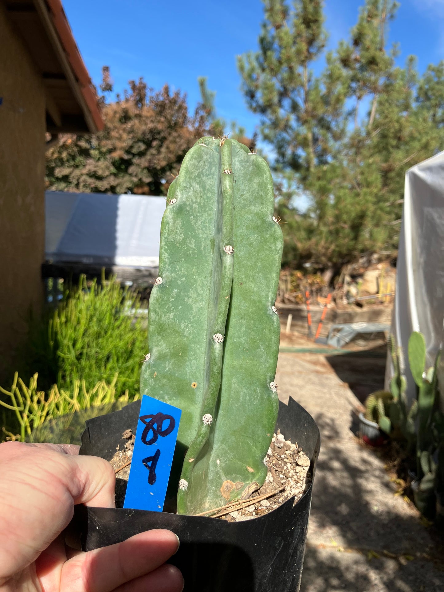 Cereus Peruvianus Night Blooming 8”Tall #80B