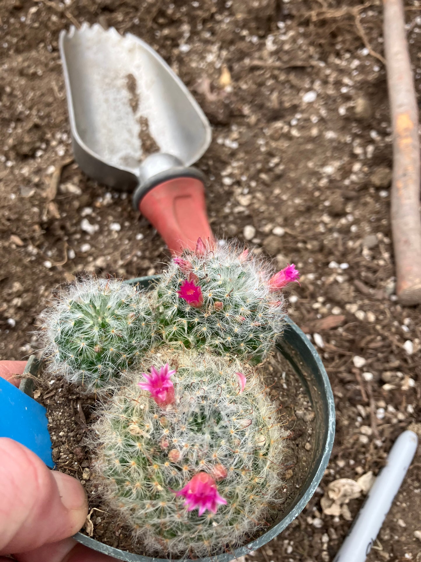 Mammillaria bocasana rosalviflora Powder Puff Cluster 4"W #31B "This Plant"