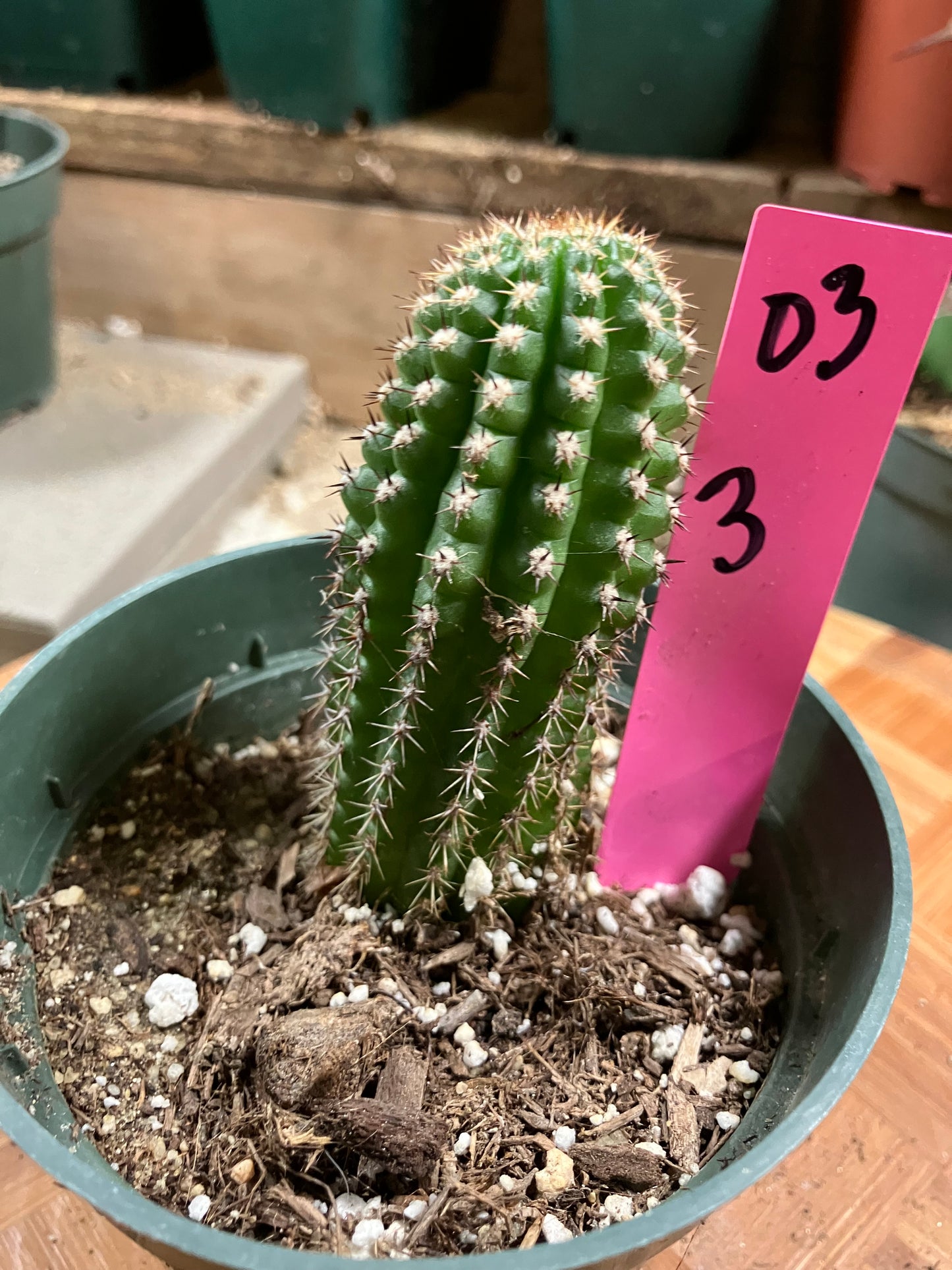 Pachycereus pecten-aboriginum Indian Comb Cactus 3"Tall #03P