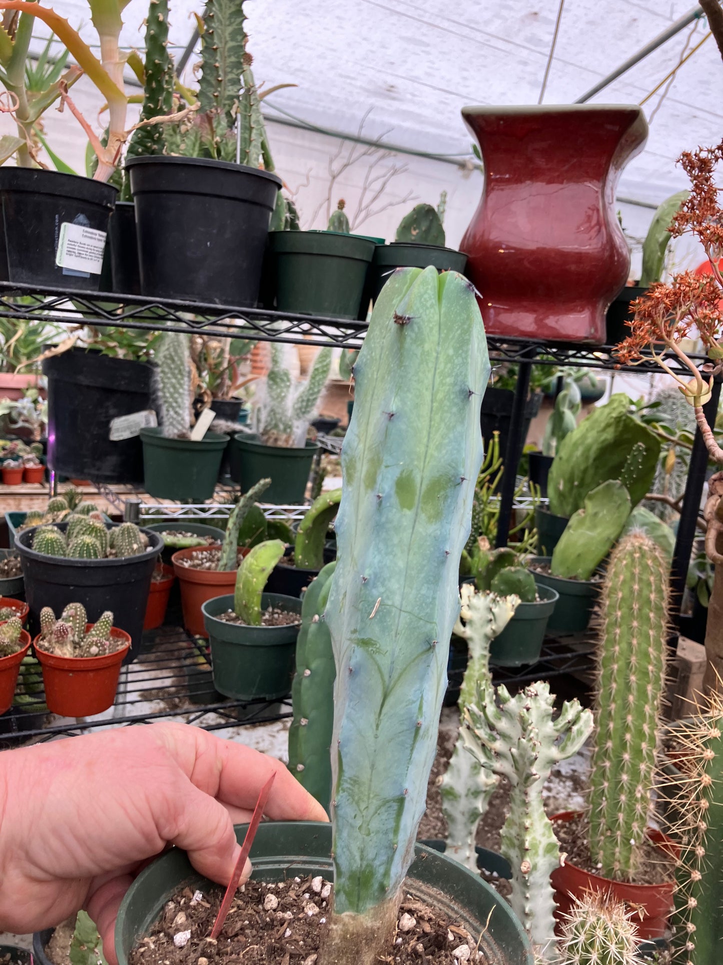 Myrtillocactus cochal Candelabra Cactus 11"Tall 2.5" Wide #12R