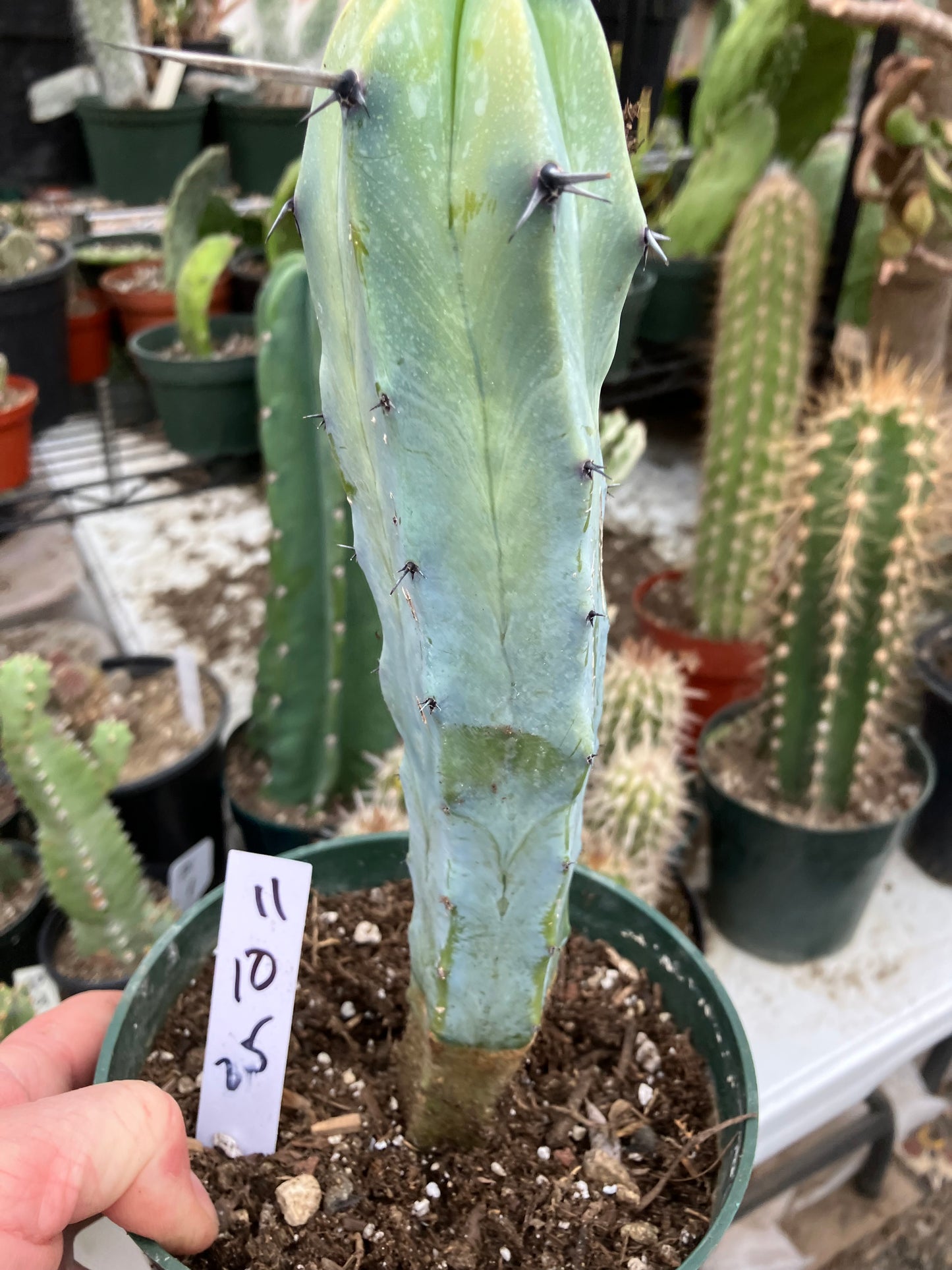 Myrtillocactus cochal Candelabra Cactus 11"Tall 2.5" Wide #11W