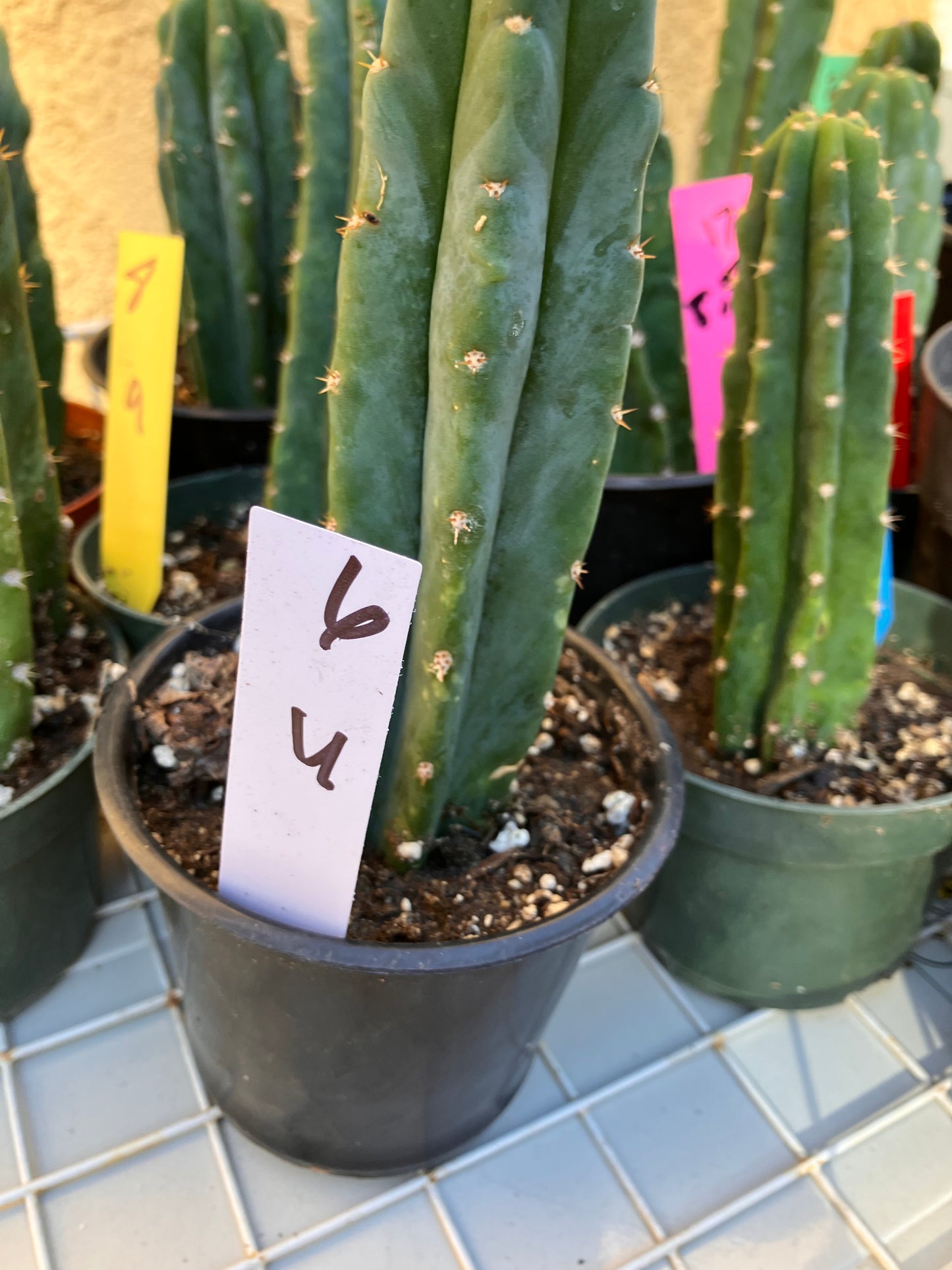 San Pedro Cactus - Trichocereus pachanoi 6"Tall #6W