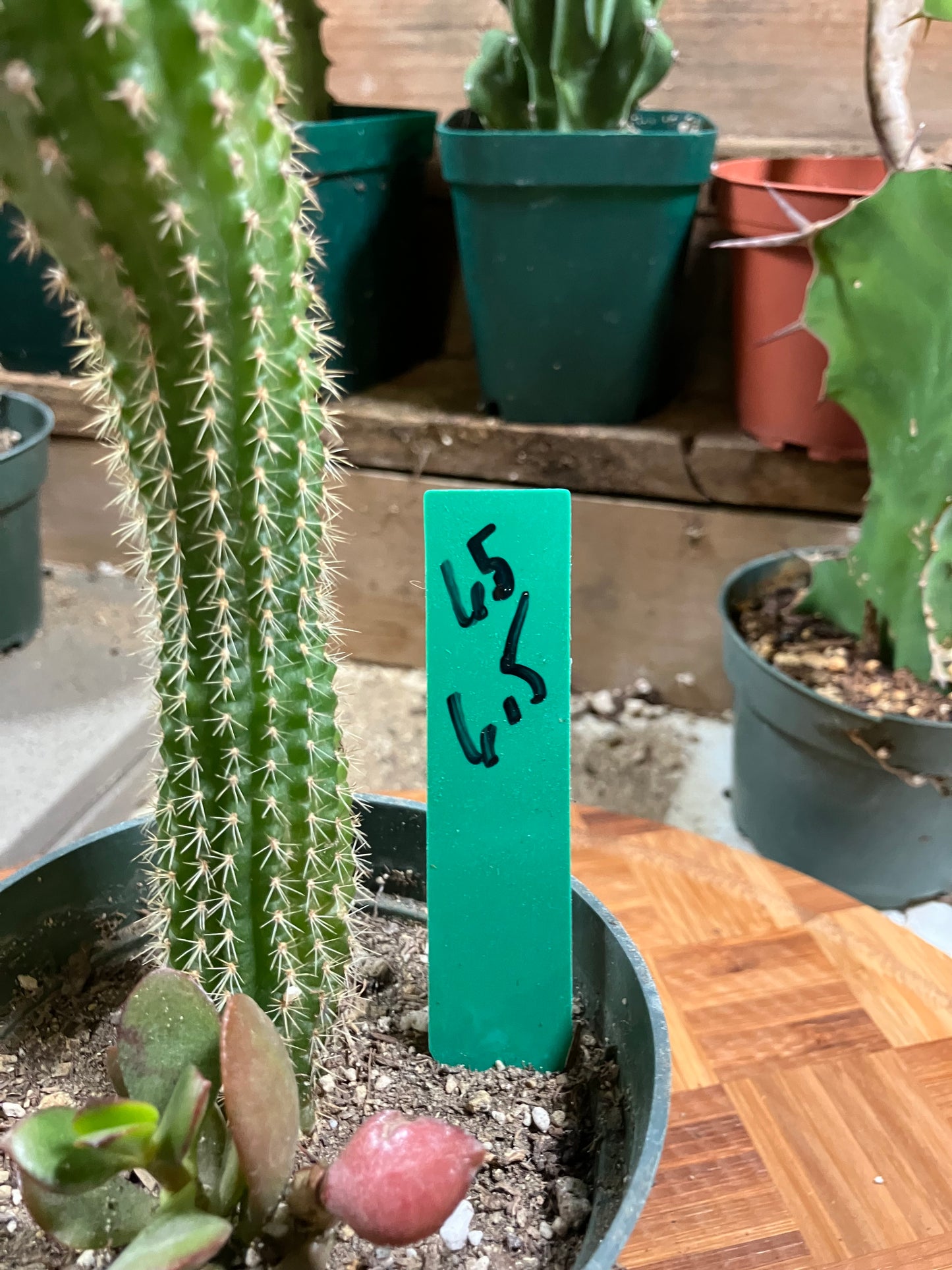 Pachycereus pecten-aboriginum Indian Comb Cactus 6.5"Tall #65G