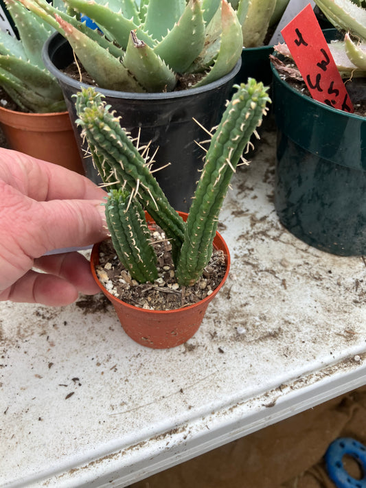 Euphorbia mammillaria GREEN Corn Cob 4"Tall #14B