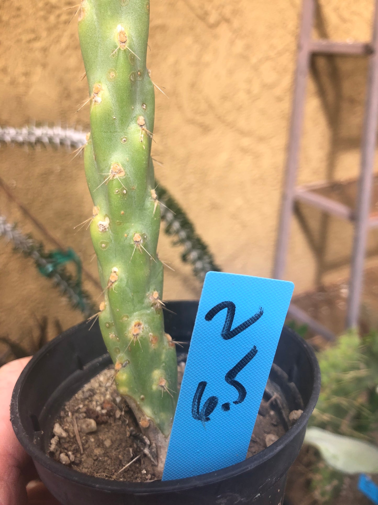 Cholla Cylindropuntia  Buckhorn 6.5" Tall #2B