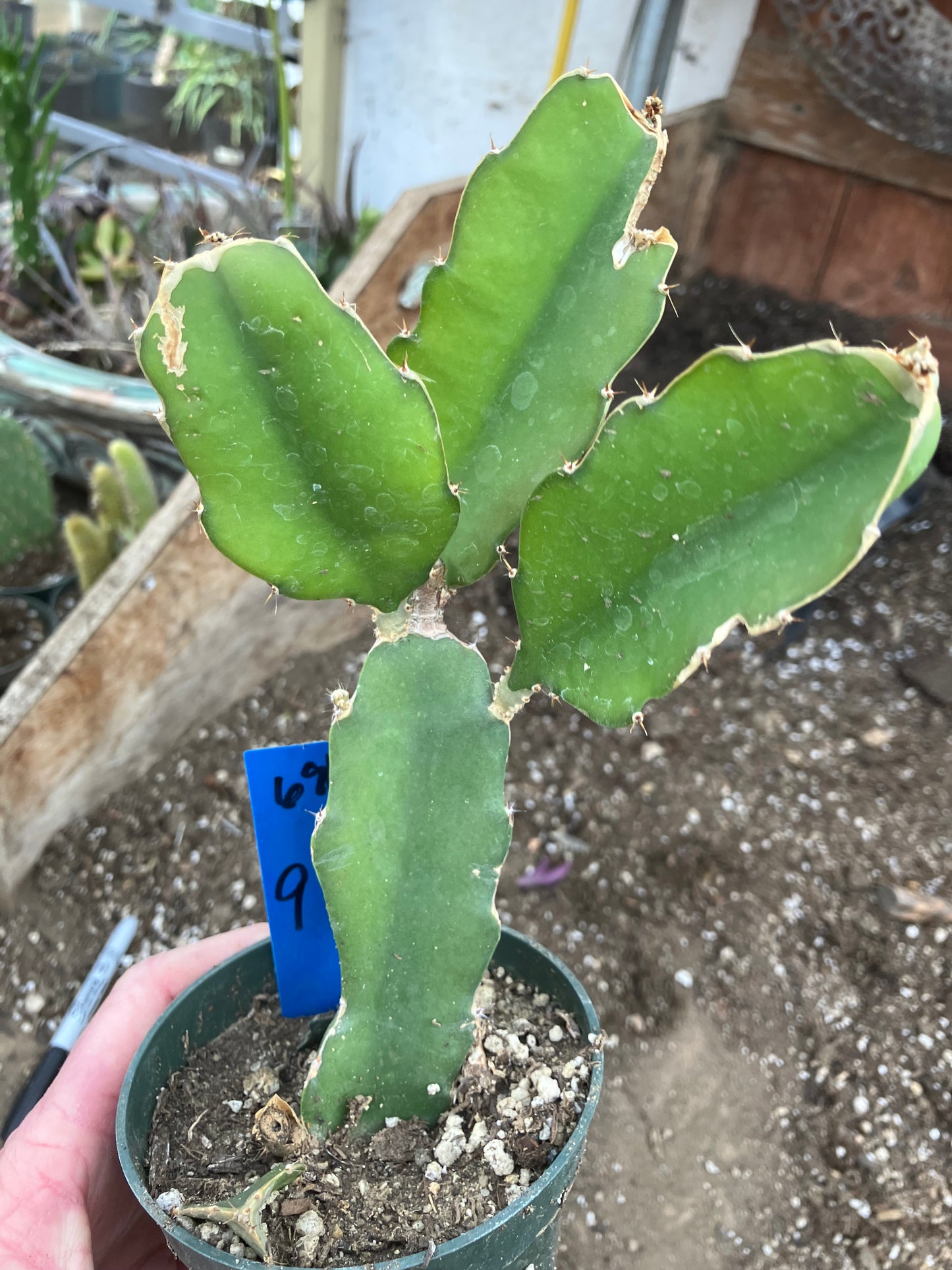 Dragon Fruit Plant Rooted Pitaya or Pitahaya 9" Tall #68B
