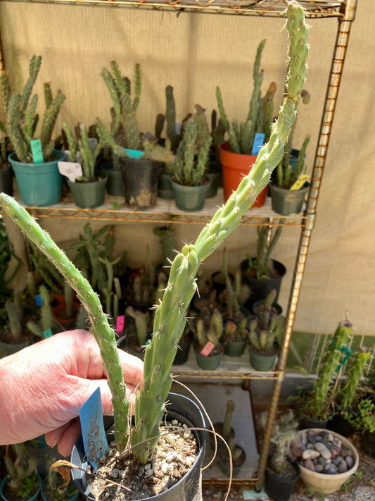 Cholla Cylindropuntia  Buckhorn 12”T #12B