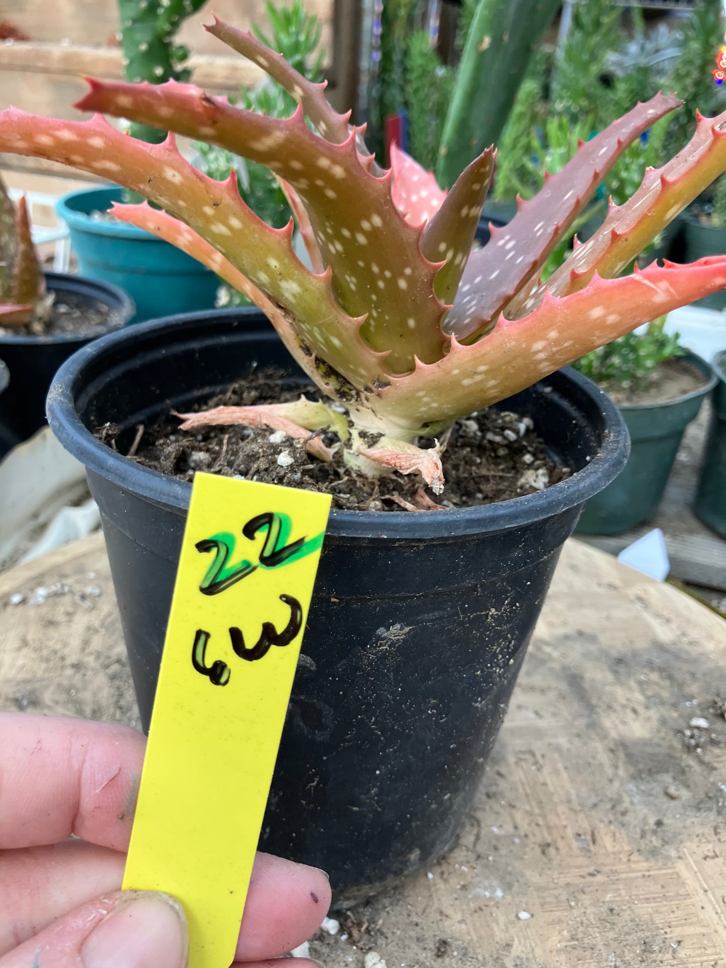 Aloe Hybrid Night Sky Reddens with Extreme temps 6"Wide This Exact Plant #22Y