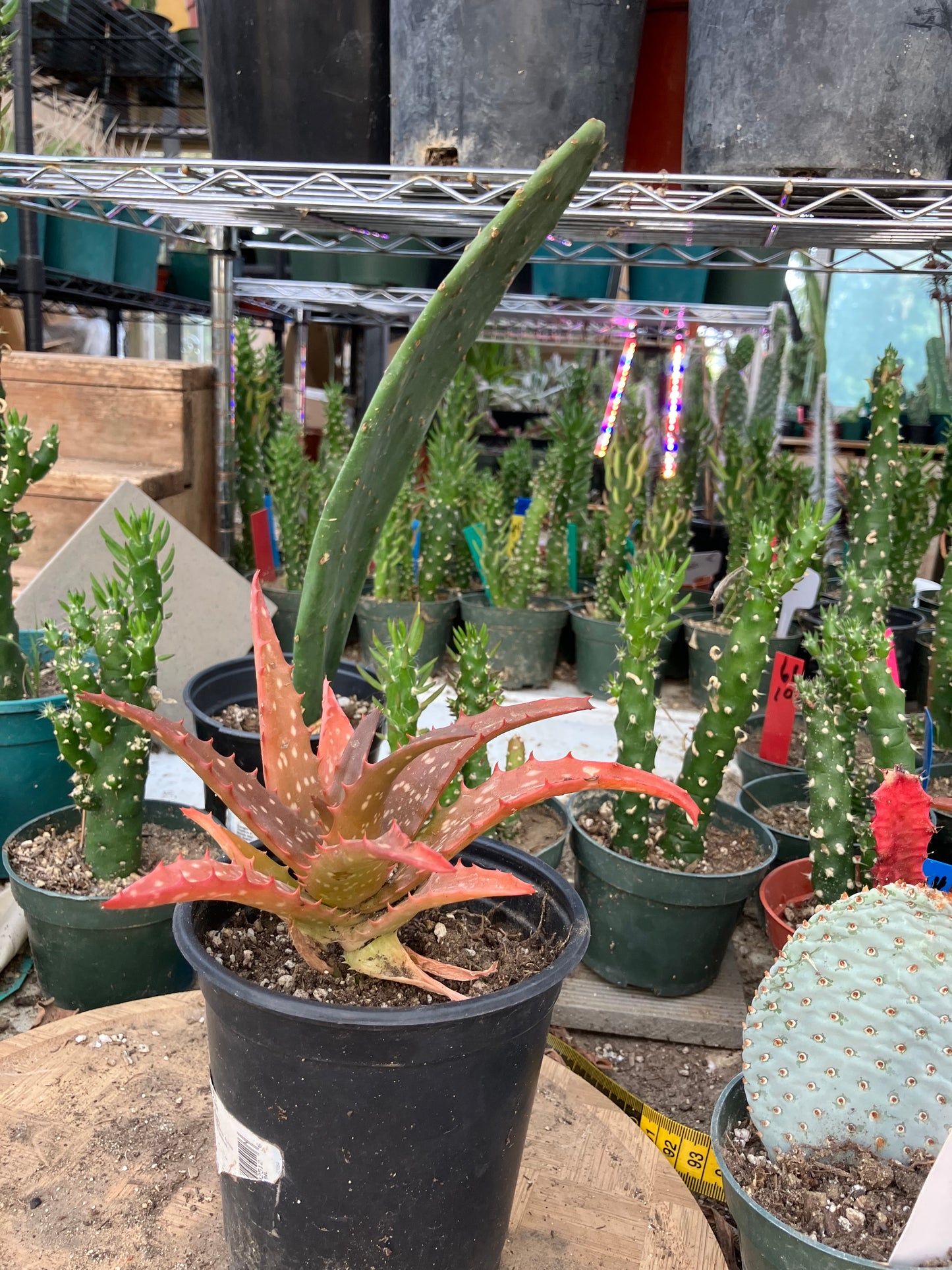 Aloe Hybrid Night Sky Reddens with Extreme temps 6"Wide This Exact Plant #22Y